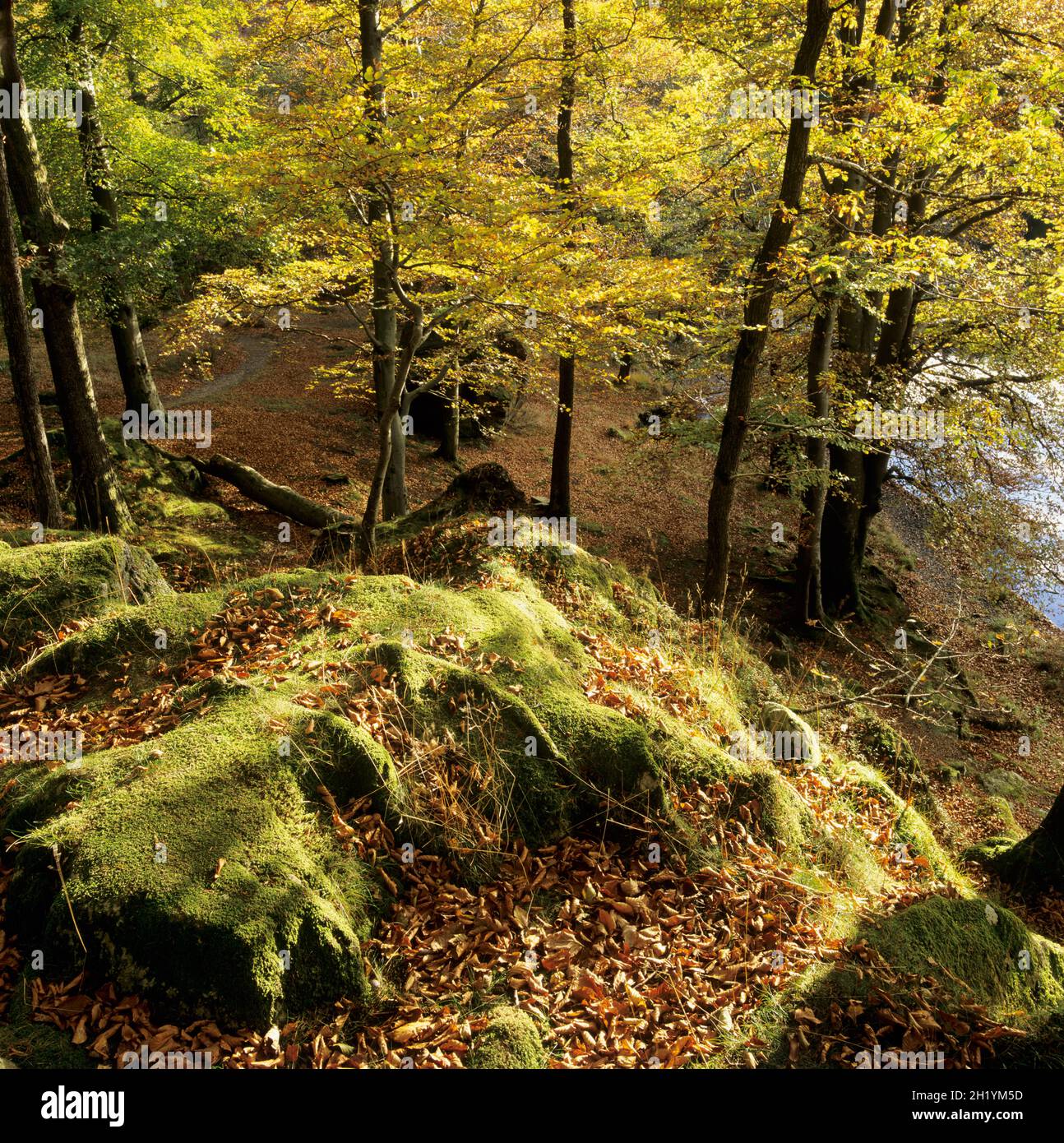 Waldgebiet mit Buchen im Herbstsonnenlicht, Cumbria, England, Großbritannien, Europa Stockfoto