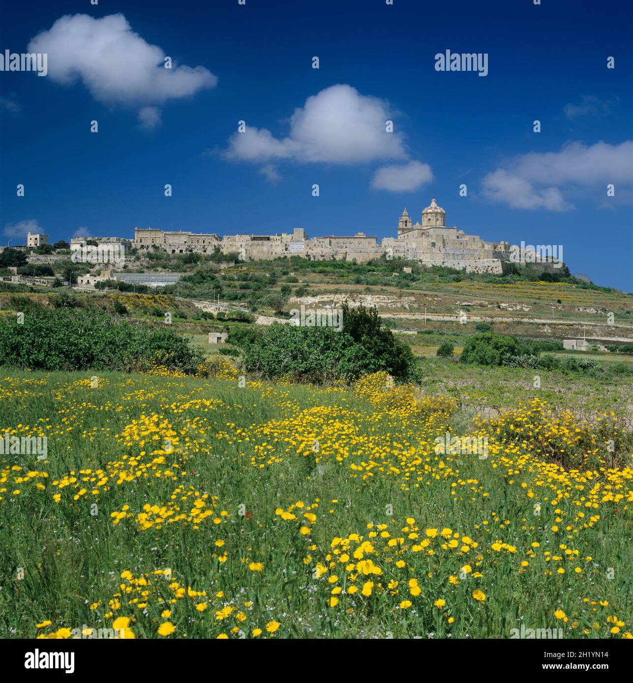 Blick auf die Altstadt mit Frühlingsblumen auf der Wiese unter blauem Himmel und Wolken, Mdina, Malta, Europa Stockfoto