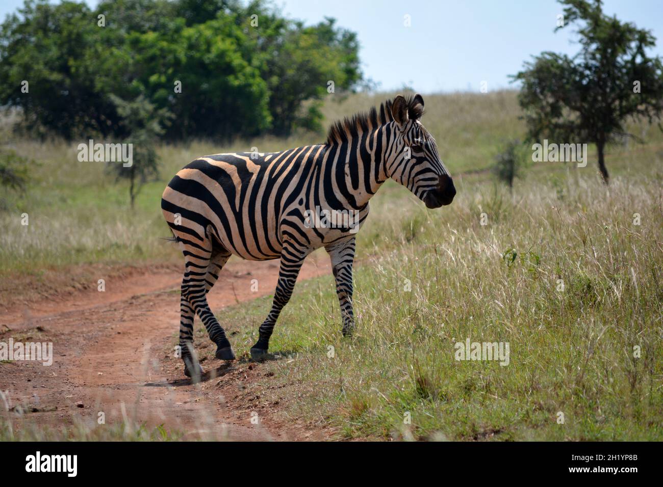 Burchell‘s Zebra (Equus quagga) im Akagera-Nationalpark, einem Naturschutzgebiet, im Osten Ruandas, Ostafrika. Stockfoto