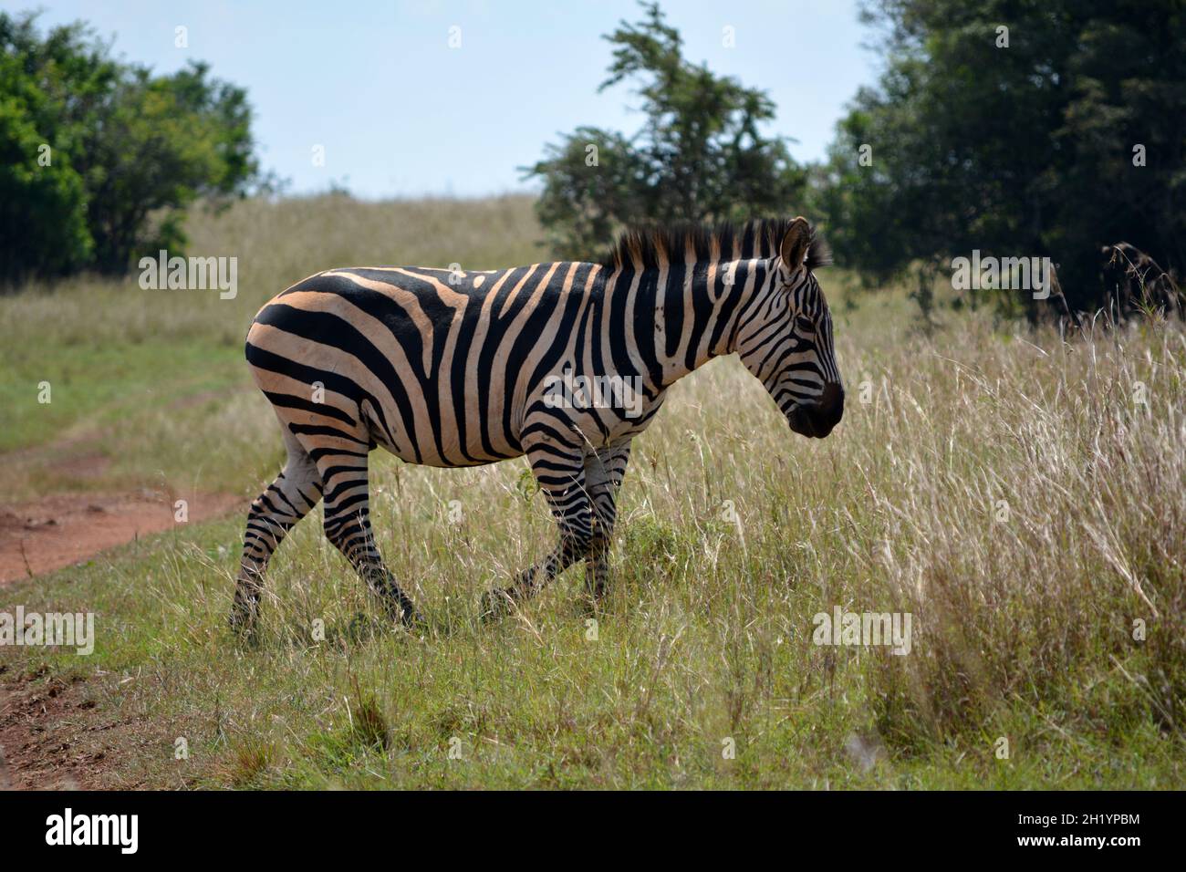 Burchell‘s Zebra (Equus quagga) im Akagera-Nationalpark, einem Naturschutzgebiet, im Osten Ruandas, Ostafrika. Stockfoto