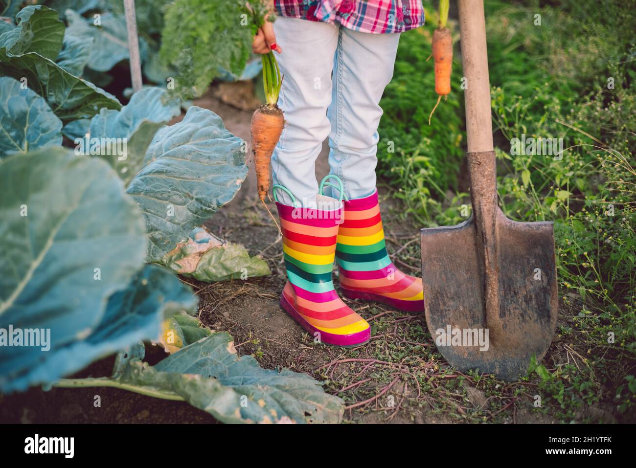 Kleine Gärtnerin im Gemüsegarten hält frische biologische gerade geerntete Karotten Stockfoto
