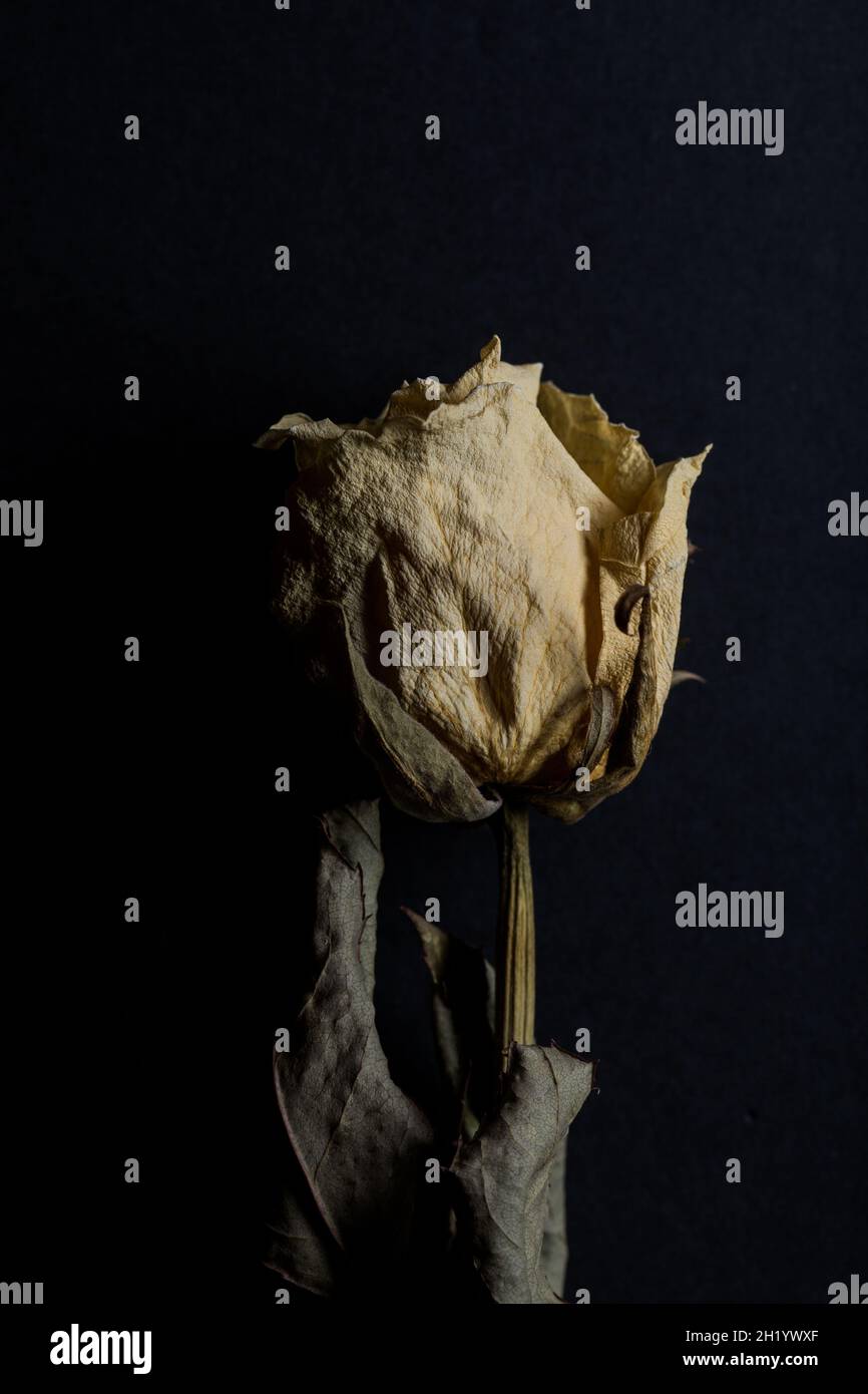 Makro der weißen getrockneten Rosenblüte. Stockfoto