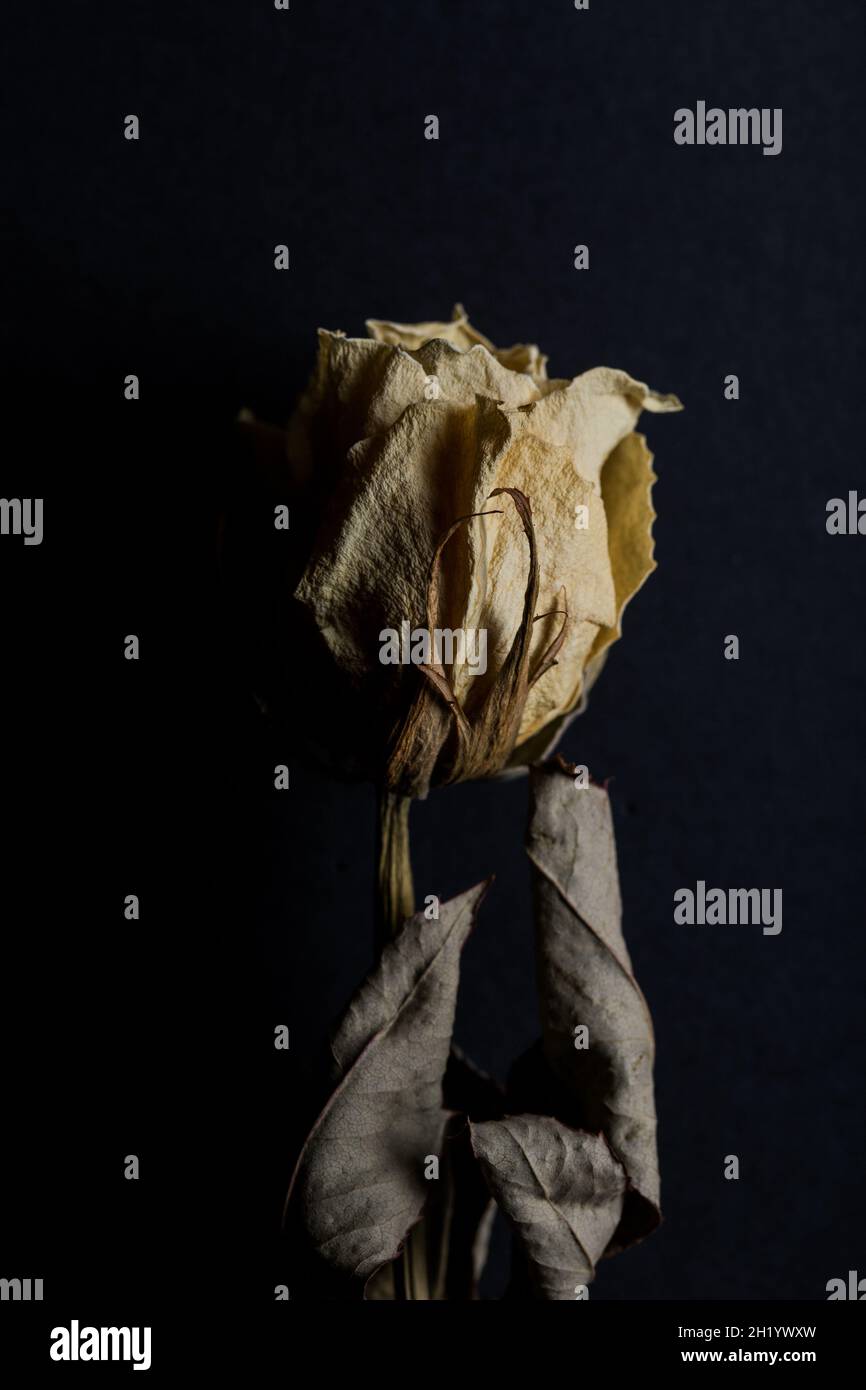 Makro der weißen getrockneten Rosenblüte. Stockfoto