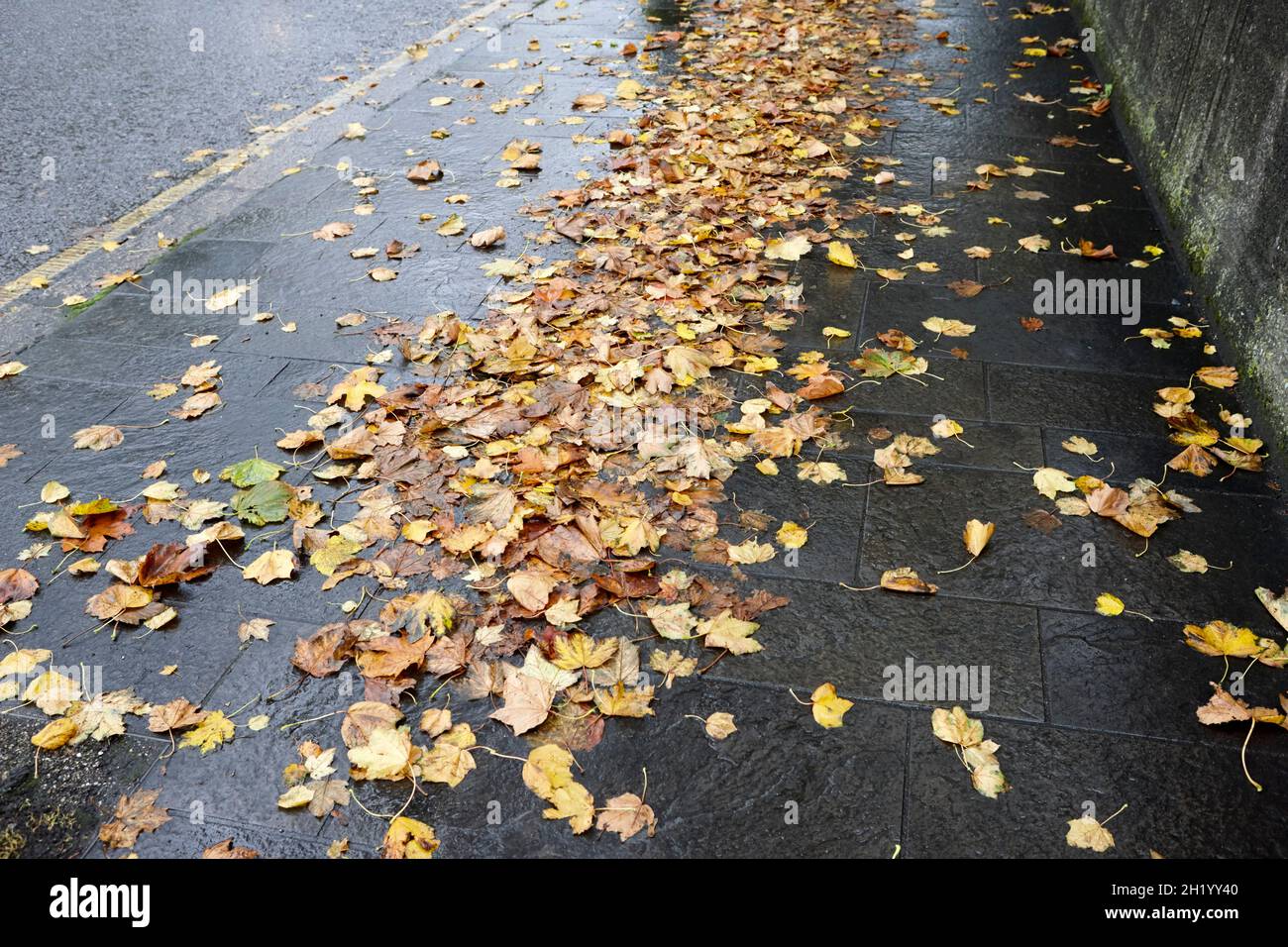 Nasser Regen durchnässte herbstliche Blätter, die Rutschgefahr auf der Stadtstraße belfast in Nordirland verursachten Stockfoto