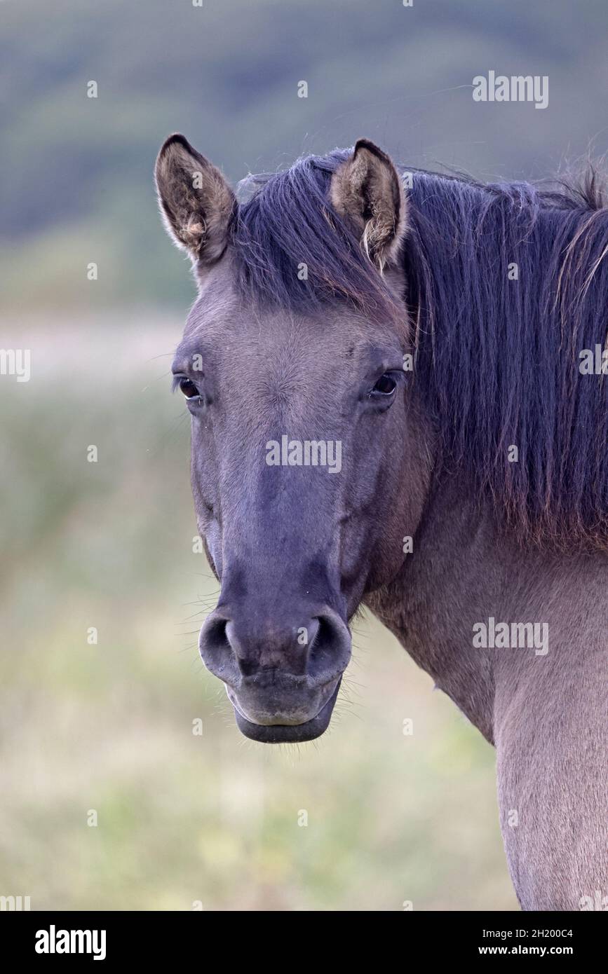 Konik Horse im RSPN Minsmere Reserve Suffolk Stockfoto