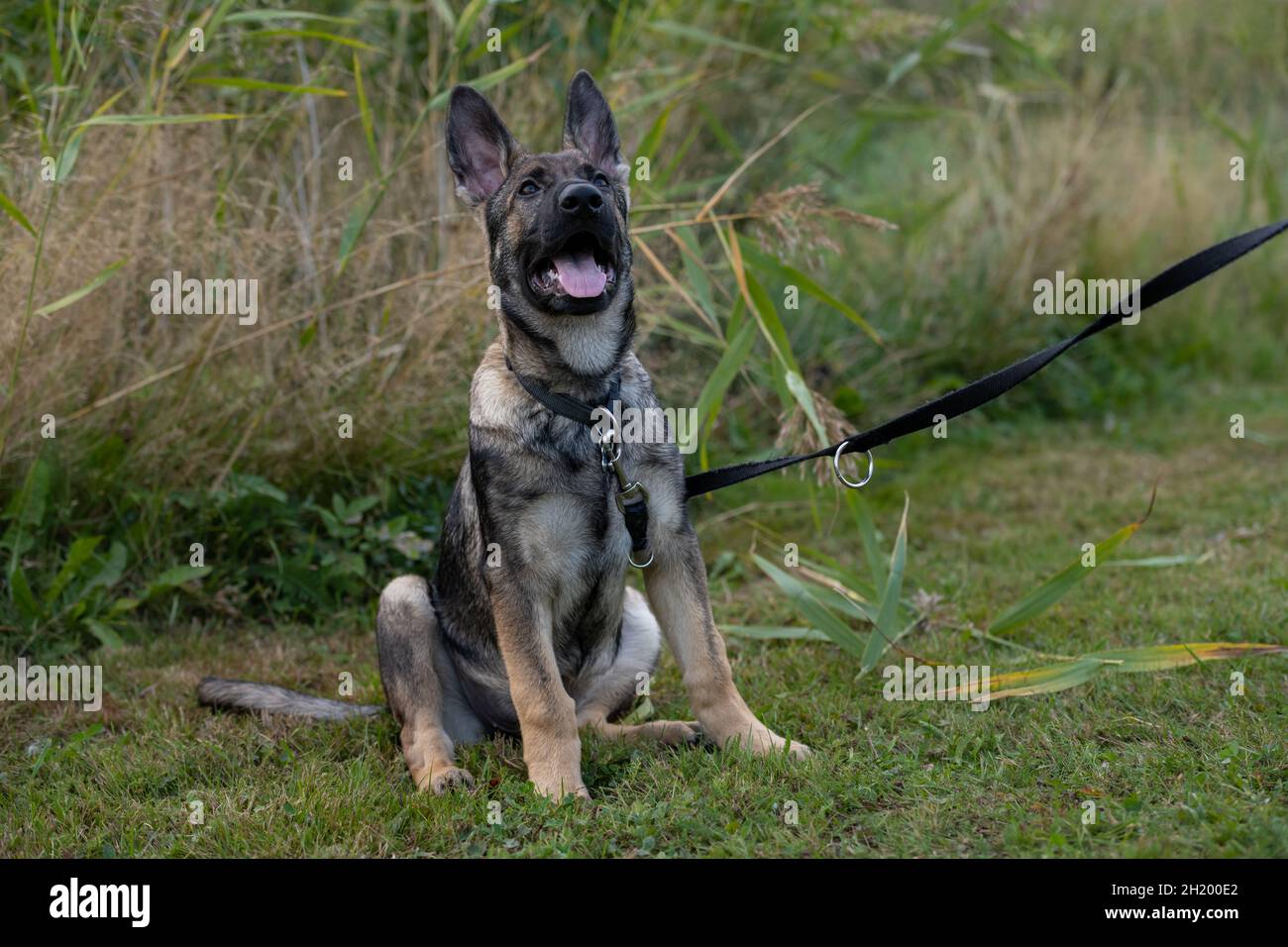 Ein verspielter, vier Monate alter Schäferhund. Grünes Gras im Hintergrund Stockfoto