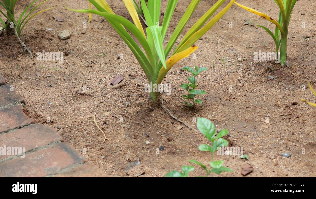 Pflanzen, Sand, Erde, Pflanzen, Schmutz, Blätter, Boden, Felsen Stockfoto