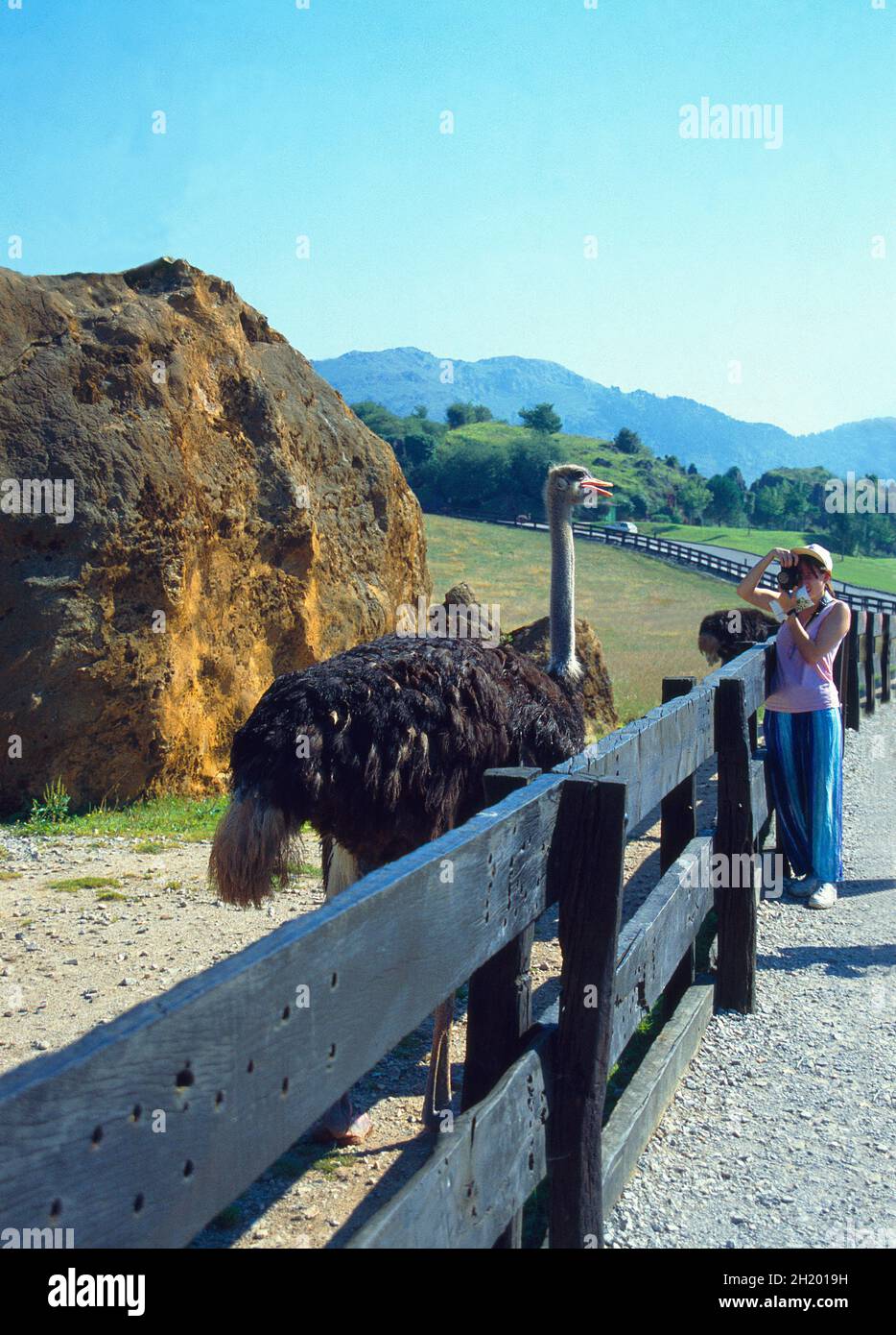 Frau, die Fotos von einem Strauß gemacht hat. Naturschutzgebiet Cabarceno, Kantabrien, Spanien. Stockfoto