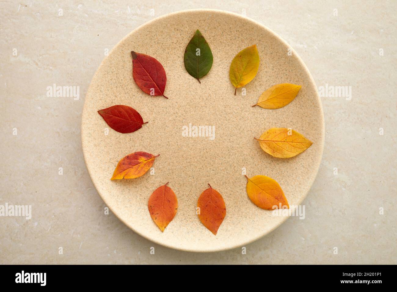 Herbstblätter von grün bis rot auf Travertin-Hintergrund ausgelegt. Das Konzept der Veränderung der Saison. Stockfoto