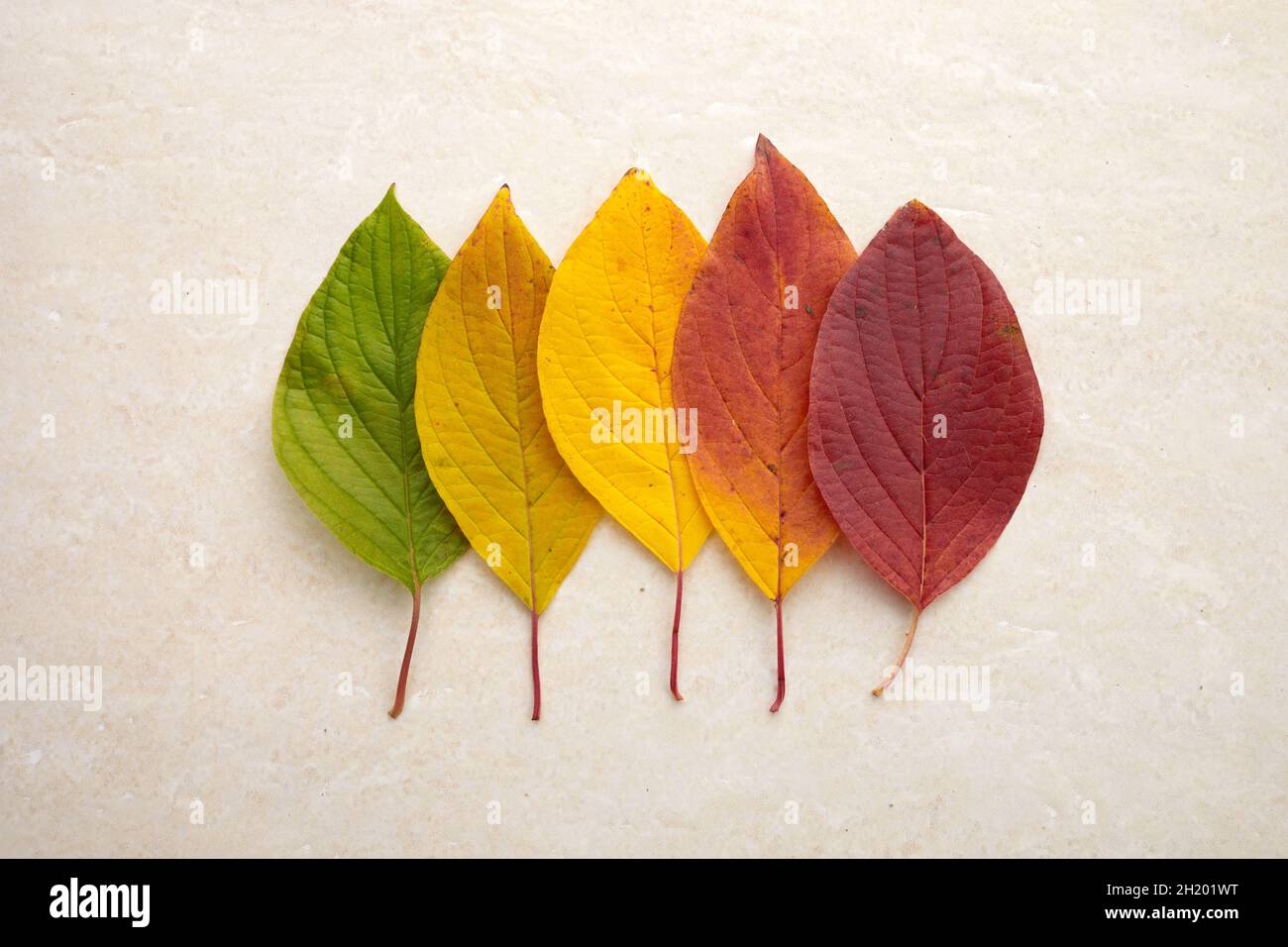 Herbstblätter von grün bis rot auf Travertin-Hintergrund ausgelegt. Das Konzept der Veränderung der Saison. Stockfoto