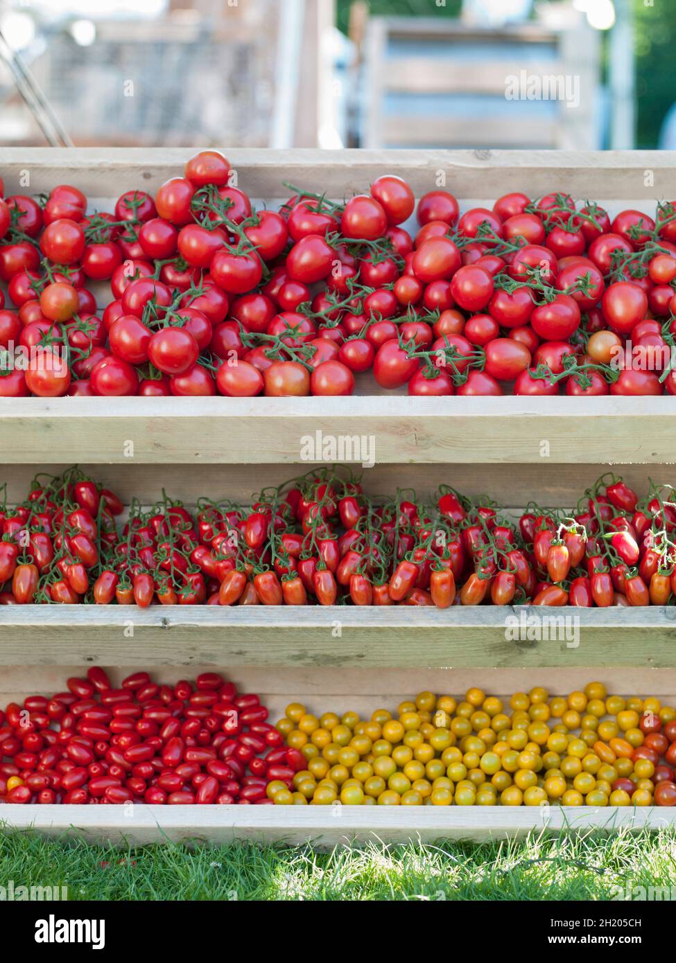 Verschiedene Tomaten in Holzschalen Stockfoto