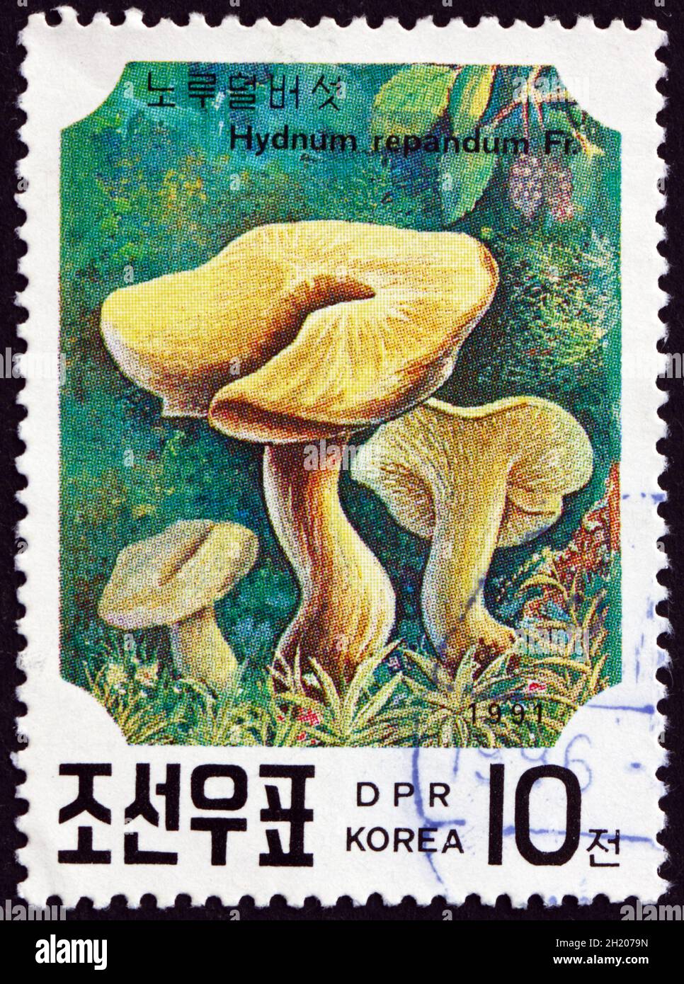 NORDKOREA - UM 1991: Eine in Nordkorea gedruckte Marke zeigt Sweet Tooth, Hydnum Repandum, einen essbaren Pilz, um 1991 Stockfoto