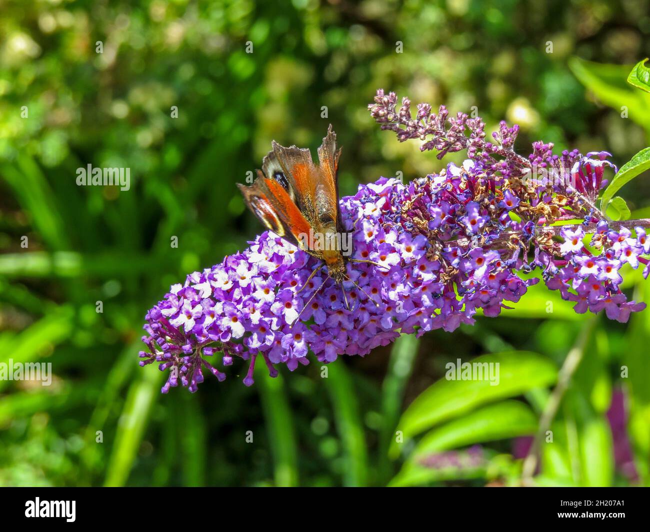 pfauenschmetterling sammelt Nektar von Buddleia, auch bekannt als Sommerflieder und Schmetterlingsbusch Stockfoto