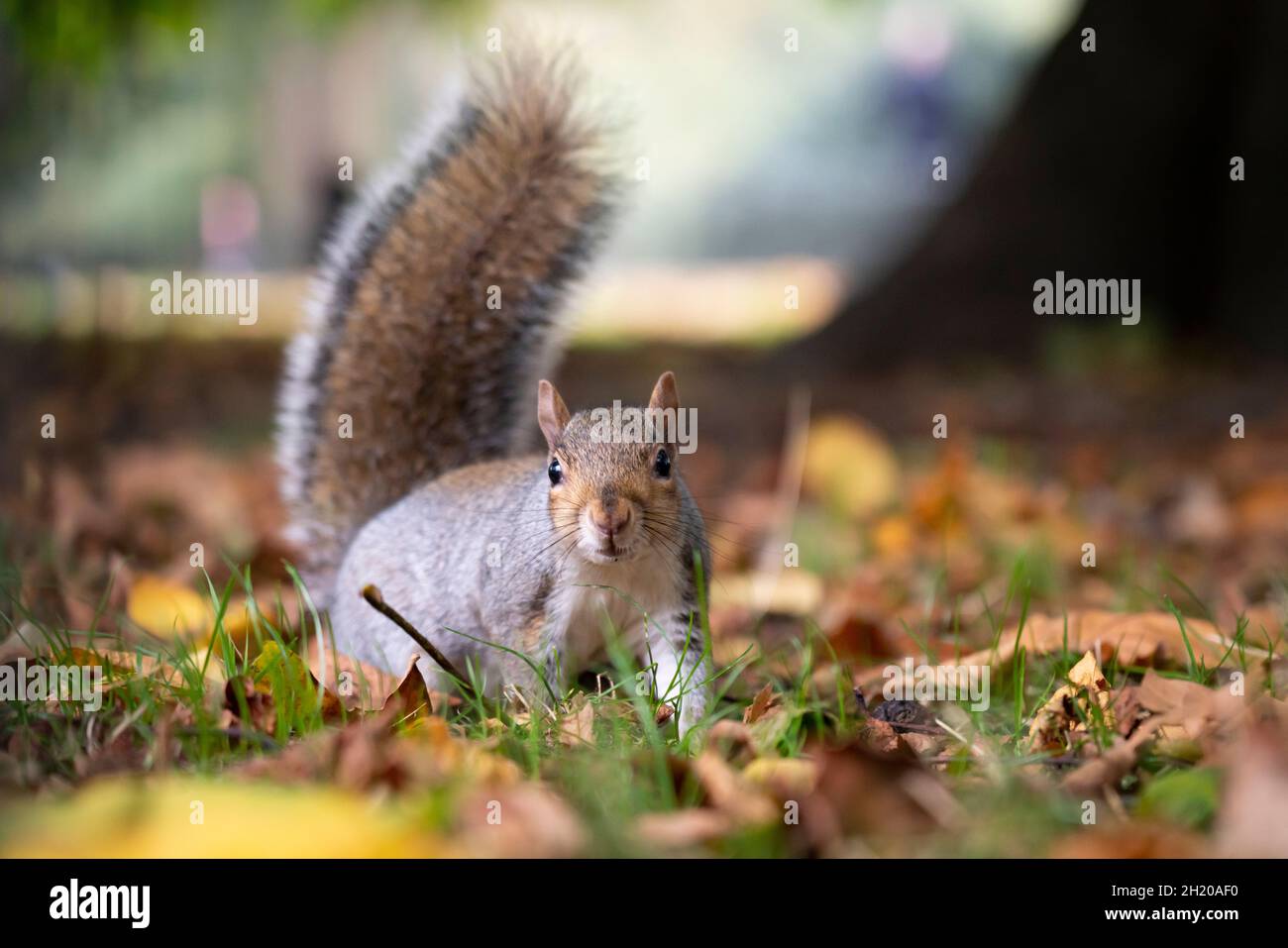 ST JAMES'S PARK, LONDON, GROSSBRITANNIEN. 19. Oktober 2021. Graues Eichhörnchen im St James's Park, London, Großbritannien. Foto von Richard Holmes. Stockfoto