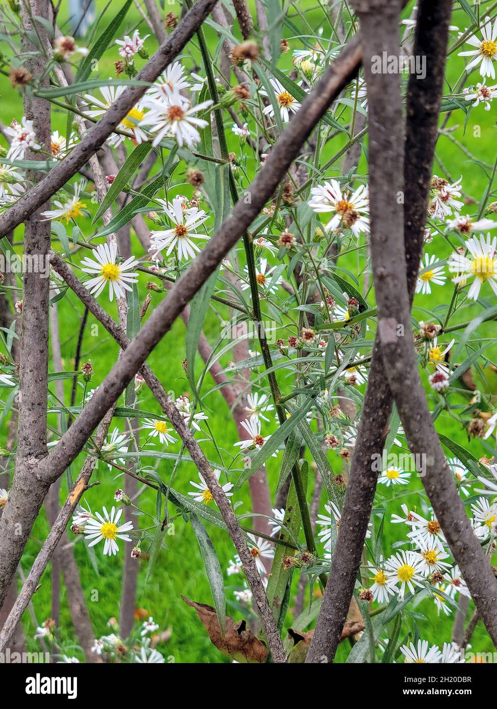 Nahaufnahme von weißen Gänseblümchen in Ästen und Blättern Stockfoto