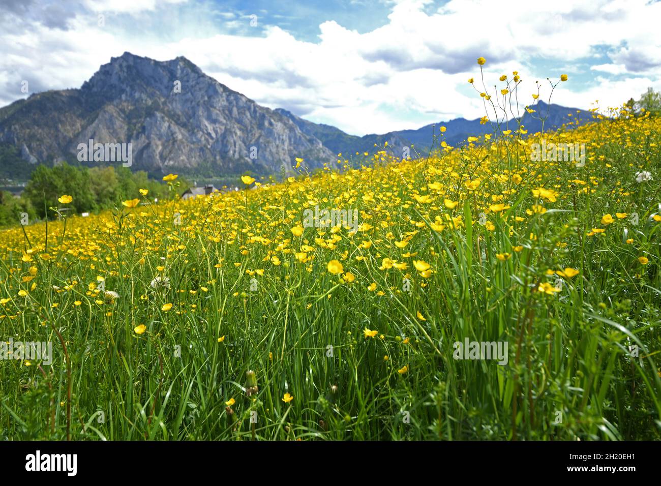 Eine blühende Blumenwiese mit Butterblumen in Altmünster mit dem Traunstein im Hintergrund (Salzkammergut) - Eine blühende Blumenwiese mit Butterblumen i Stockfoto