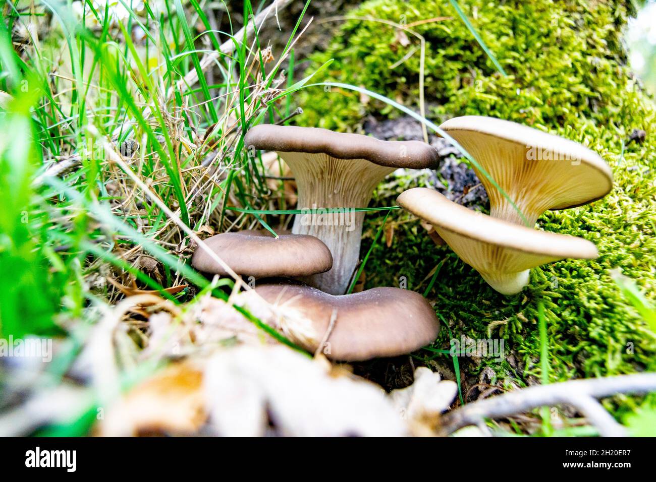 Set von braunen Pilzen auf dem Waldboden voller grünem Gras. Typischer Pilz der Herbstsaison, in Spanien. Europa. Horizontale Fotografie. Stockfoto