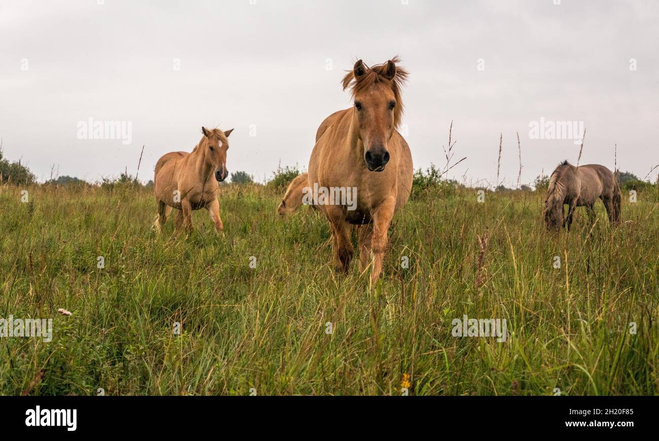 Konik Ponys weiden das Gestrüpp und verhindern, dass sich die Feuchtgebiete bei Wicken Fen in Cambridgeshire England in Wälder verwandeln Stockfoto