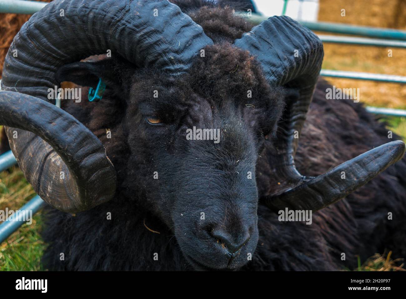 Welsh Mountain Schwarze Schafe mit wunderbaren gewellten Hörnern auf Gransden Landwirtschaftsmesse in der Nähe von Cambridge England Stockfoto
