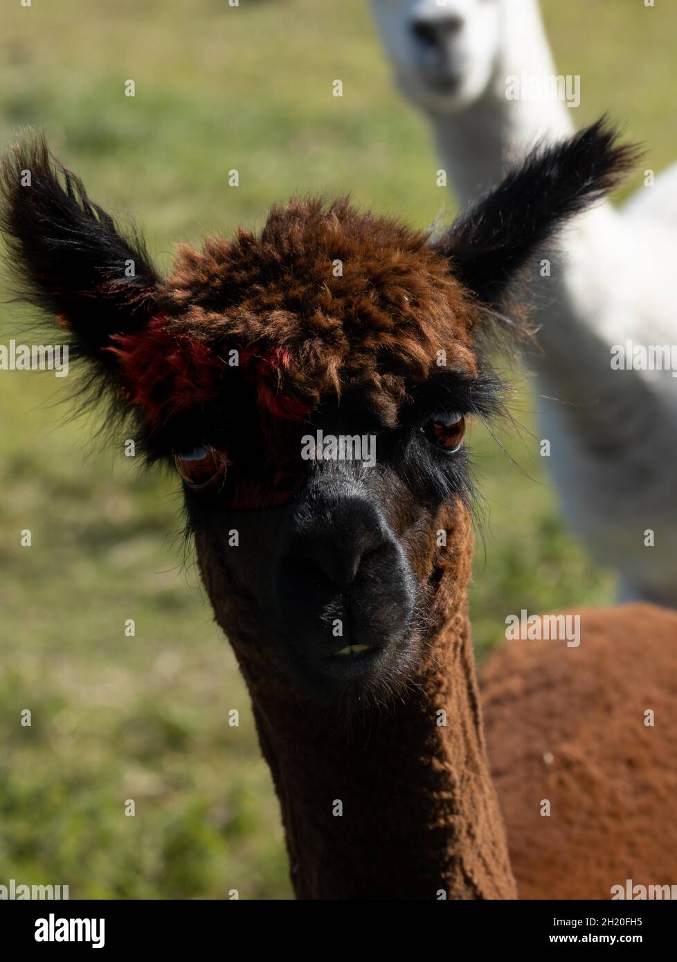 Nahaufnahme eines Kopfes eines braunen Alpaka Stockfoto