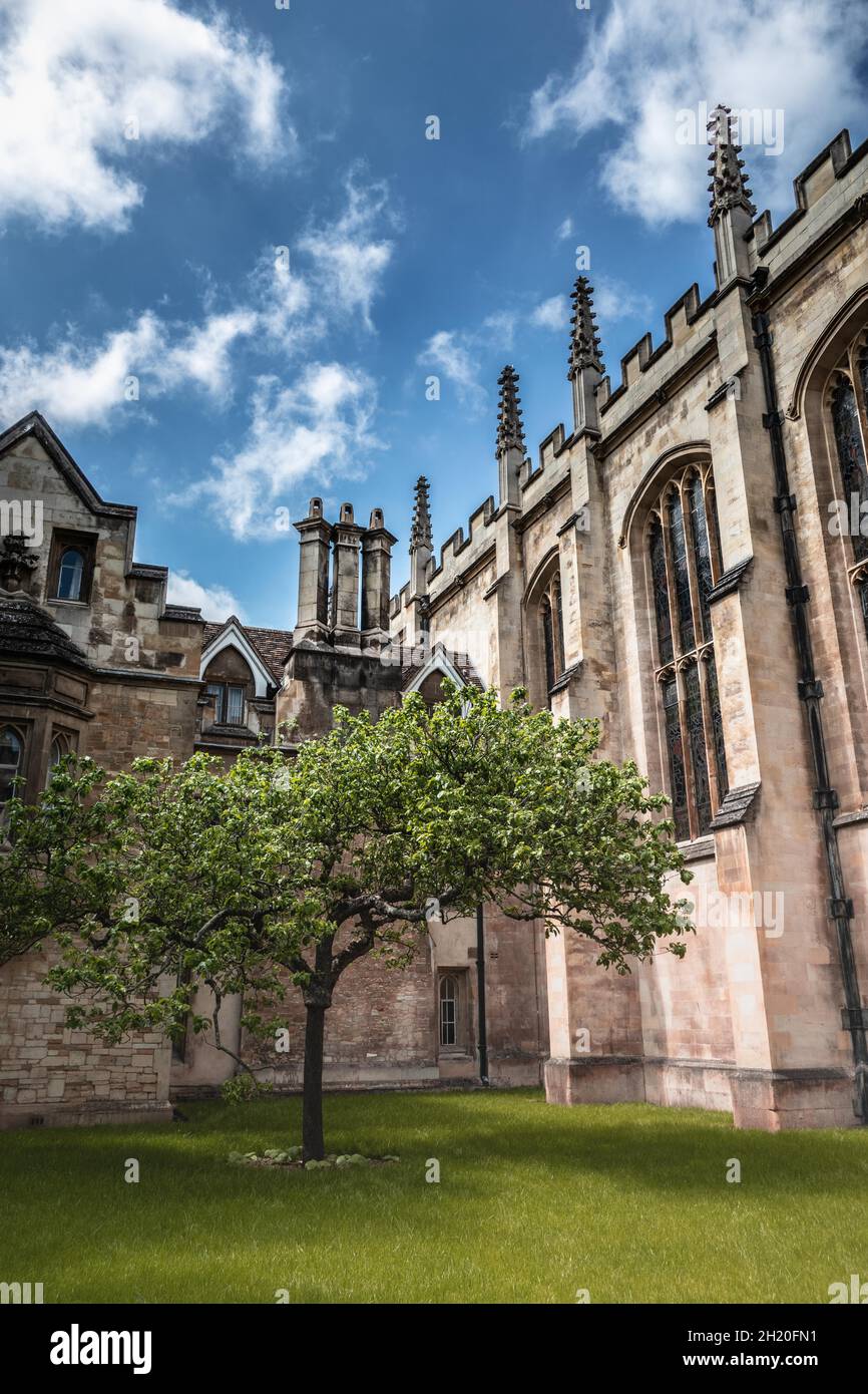 Newton Apple Tree am Trinity College, etwas außerhalb von Newtons altem Cambridge England Stockfoto