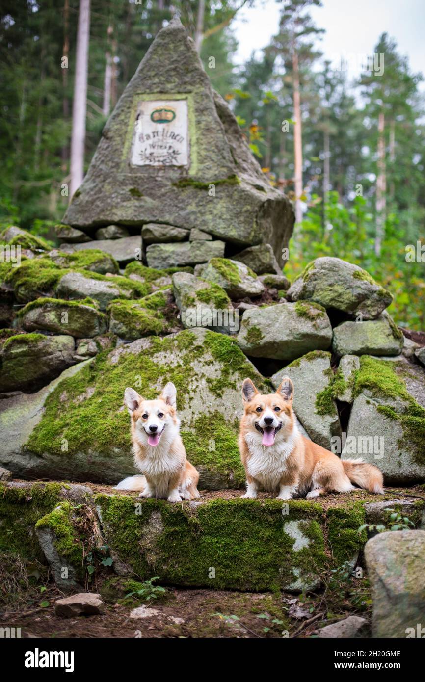 2 Welsh Corgi Pembroke Hunde im Wald Stockfoto