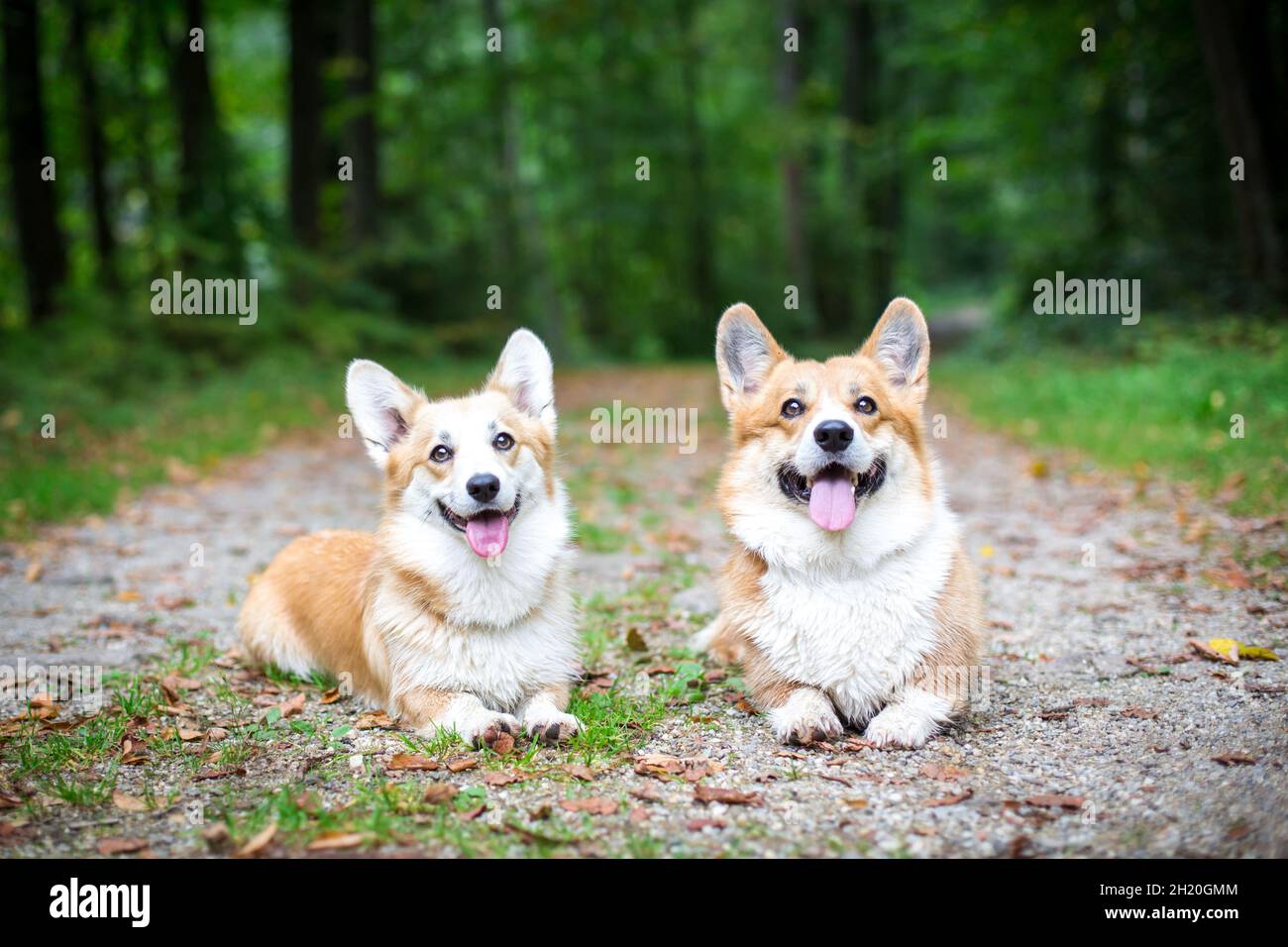 2 Welsh Corgi Pembroke Hunde im Wald Stockfoto