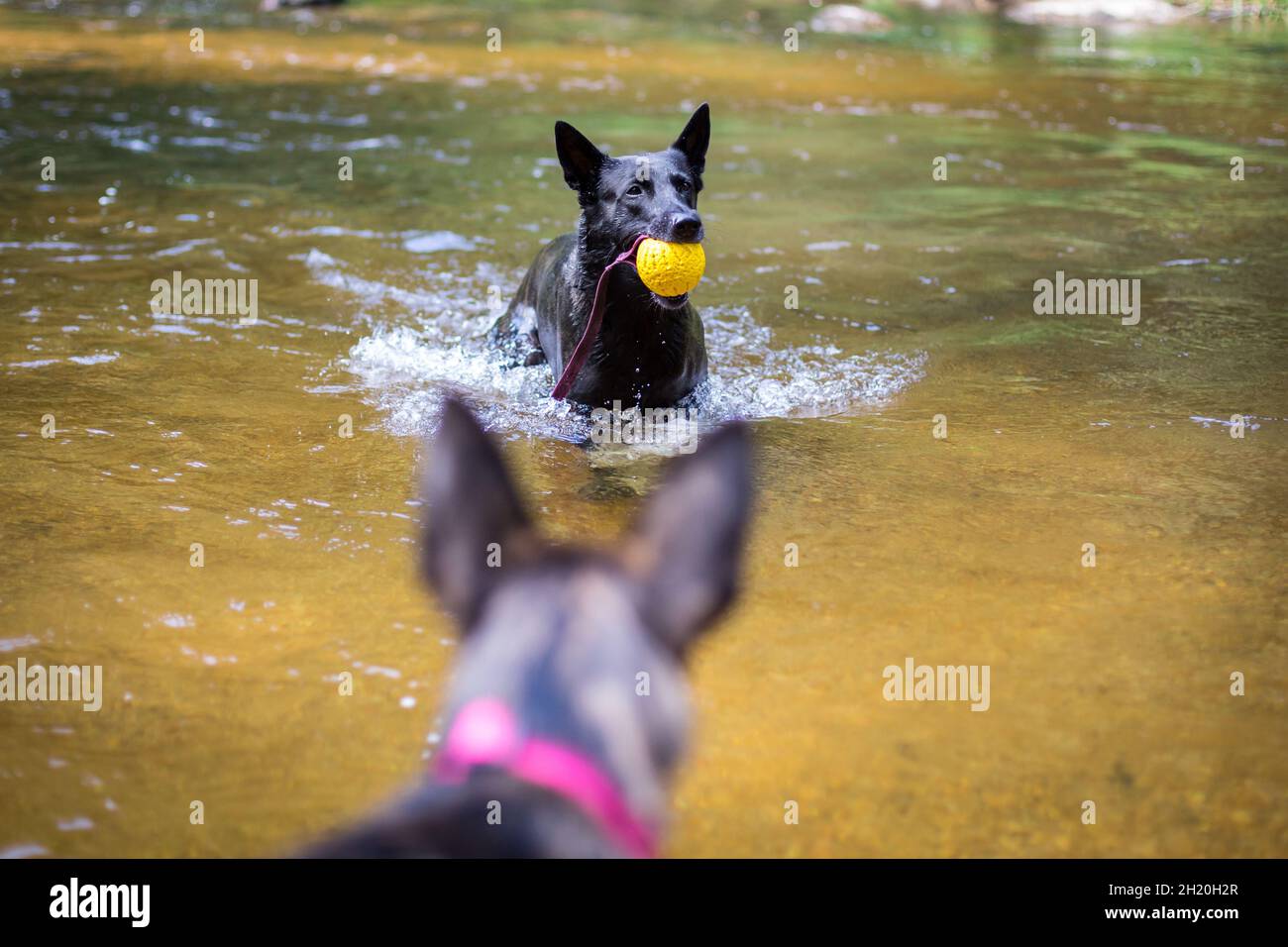 Holländische Schäferhunde spielen im Wasser Stockfoto