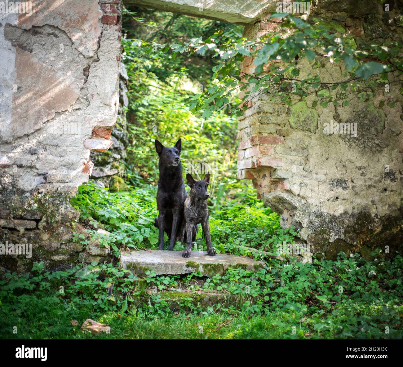 Zwei holländische Schäferhunde sitzen Stockfoto