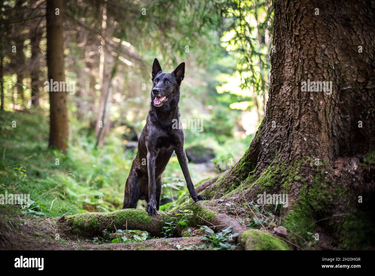Niederländischer Schäferhund im Wald Stockfoto