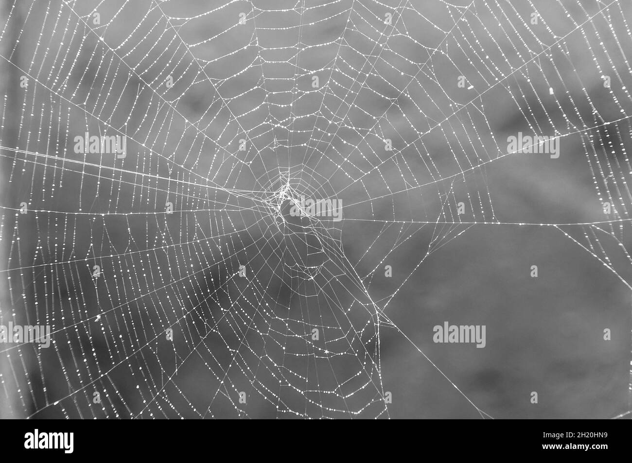 Tau auf einem Spinnennetz Stockfoto