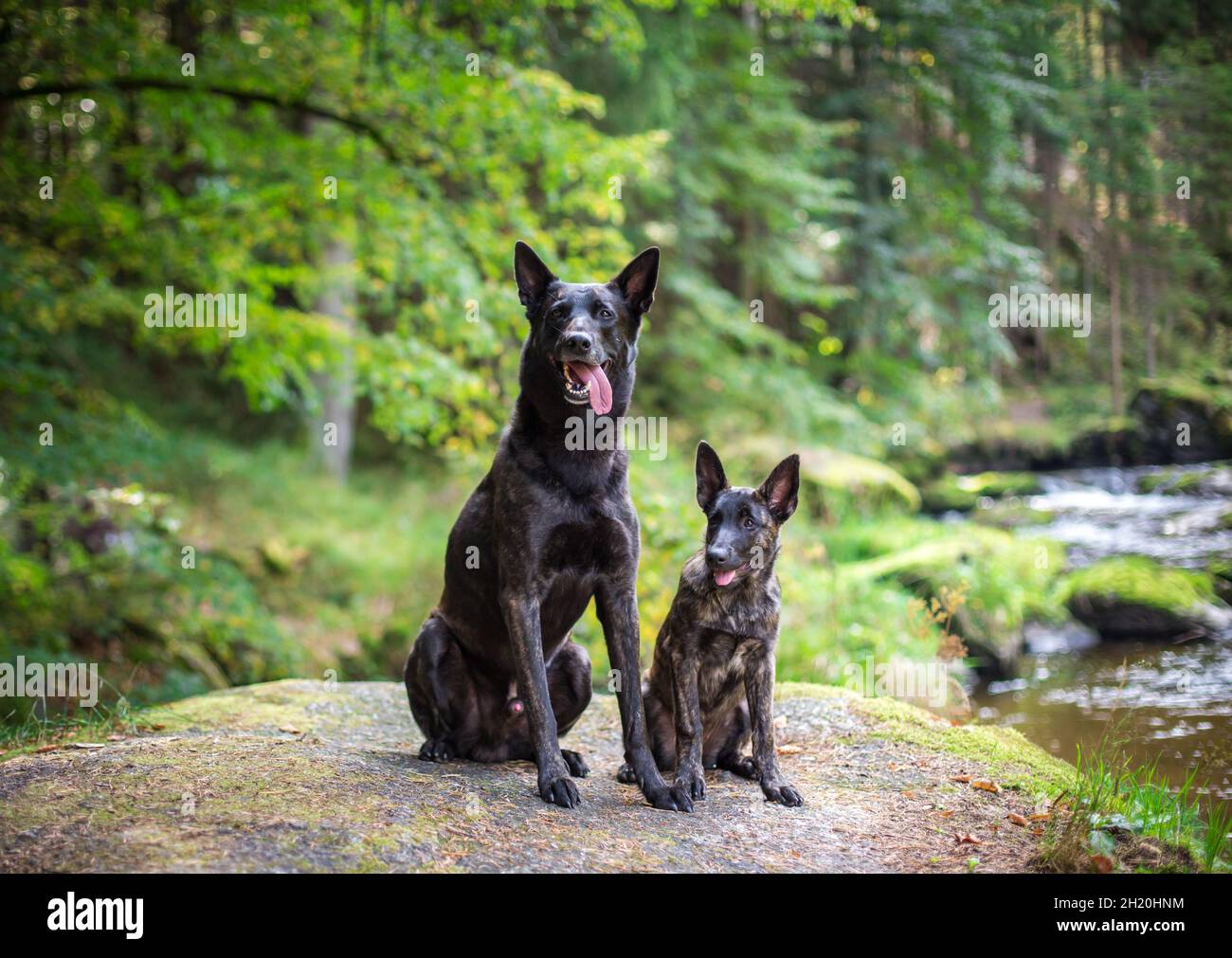 Zwei holländische Schäferhunde sitzen Stockfoto