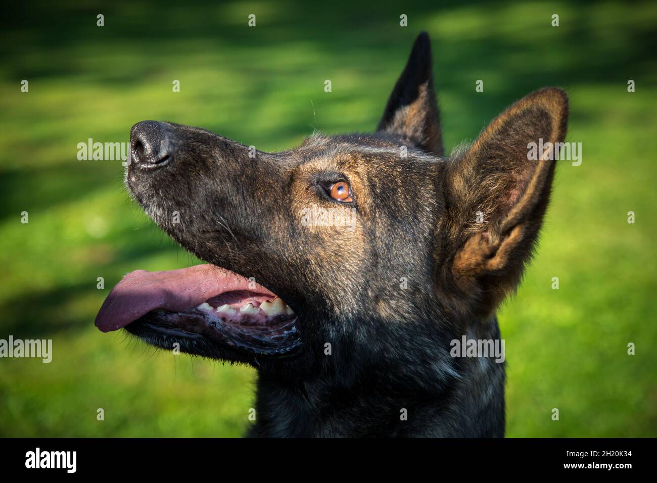 Deutscher Schäferhund (Elsass) Stockfoto