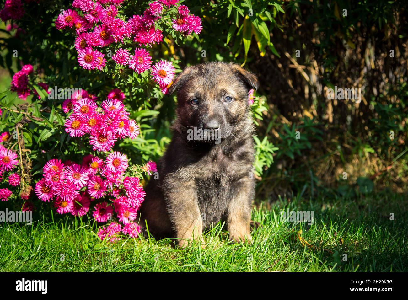 Deutscher Schäferhund (elsässischer) Welpe Stockfoto
