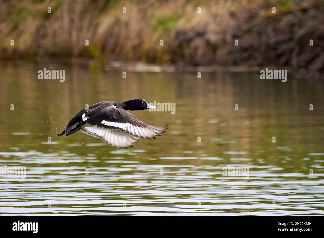 Getuftete Ente im Flug über dem Wasser ( Aythya fuligula ) Stockfoto