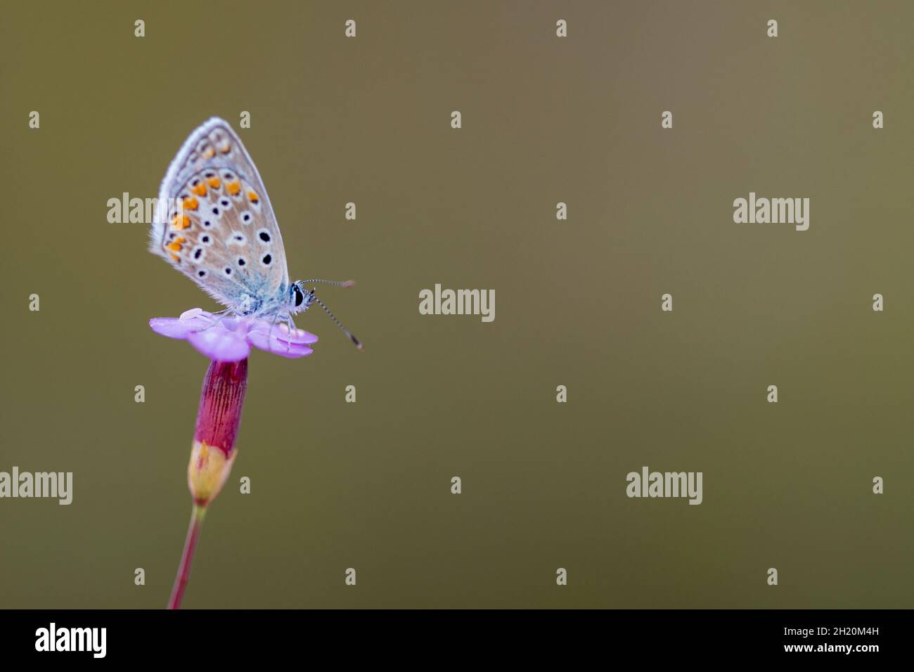 Tag Schmetterling auf Blume, Polyommatus celina thront Stockfoto