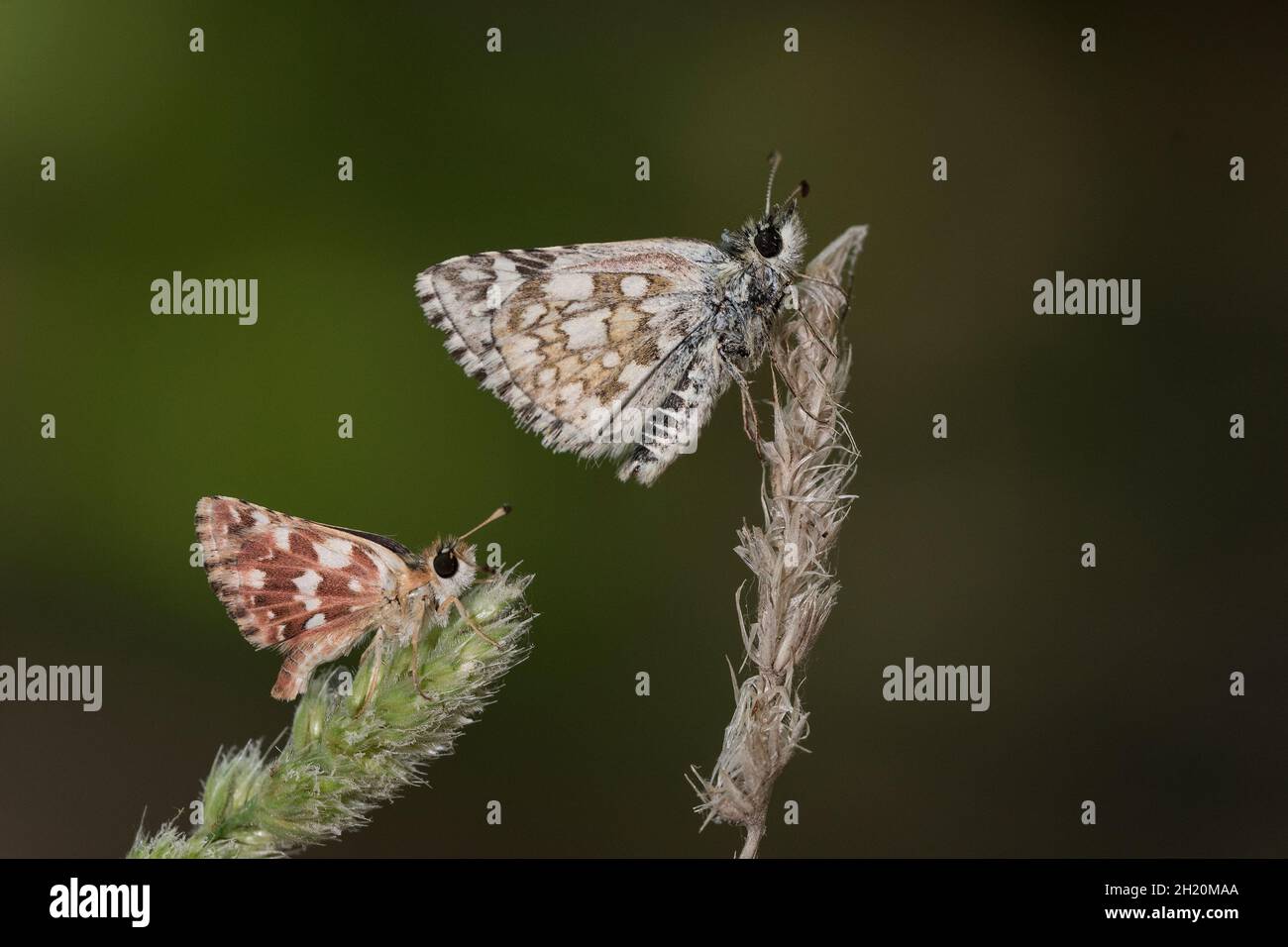 Tagfalter auf Blume, Spialia sp y Pyrgus carthami Stockfoto