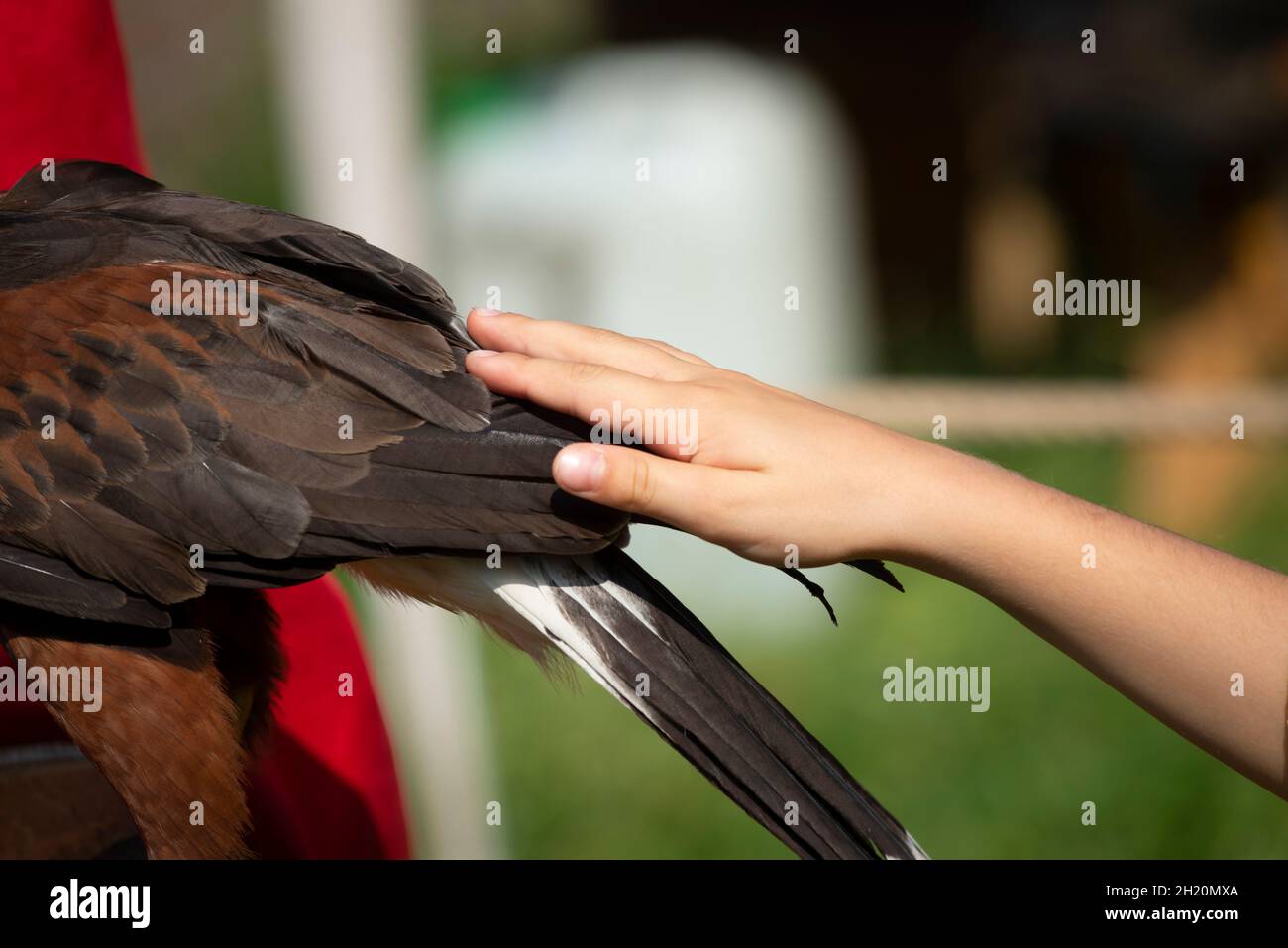 Mädchen Hand berühren Eagle Harris Hawk in Gefangenschaft Stockfoto
