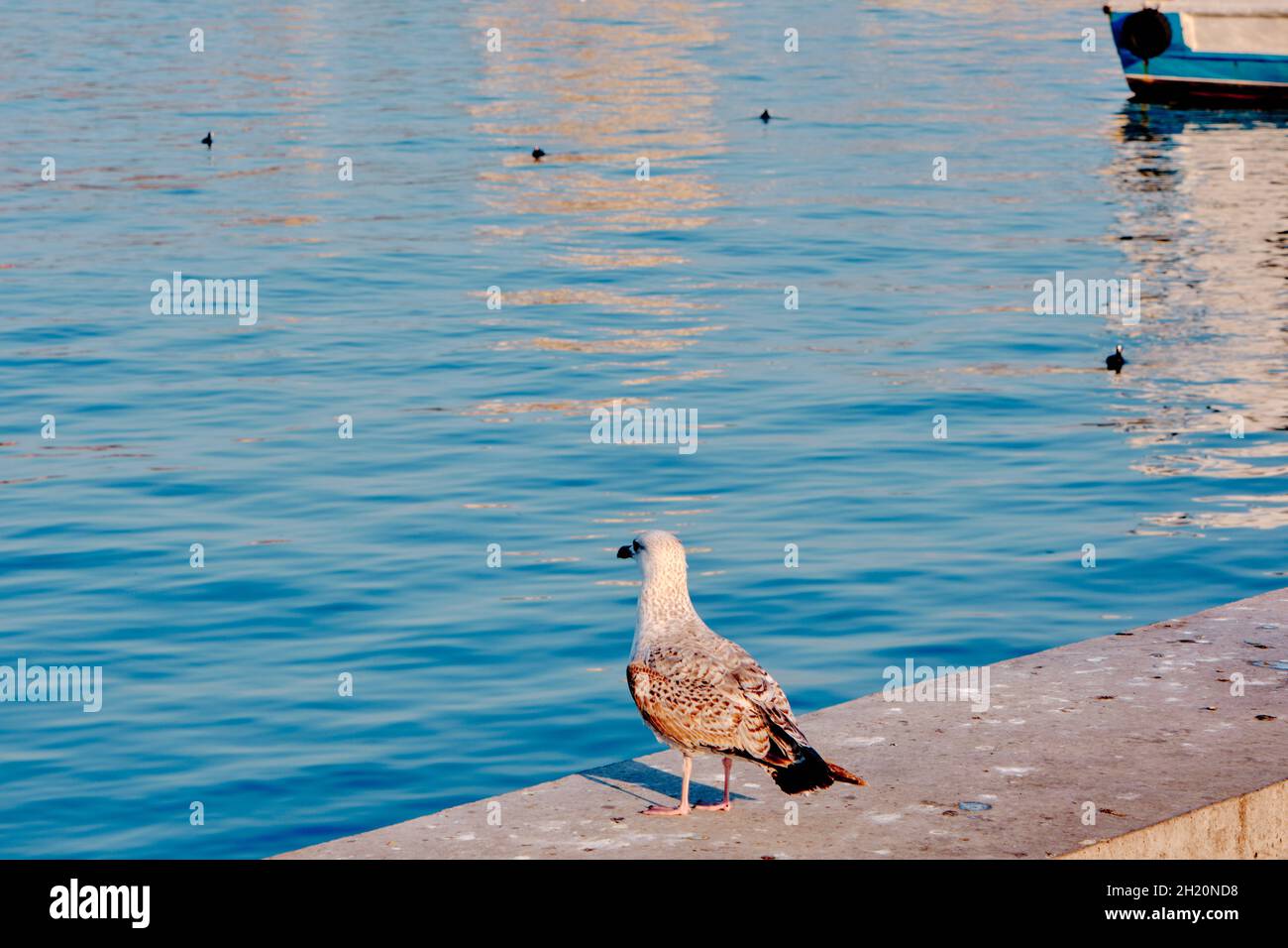 Ein einziger und riesiger Möwenvogel, der auf einem Betonhafen und Hafen von kadikoy mit Fußgängerfähre und bosporus Hintergrund steht. Stockfoto