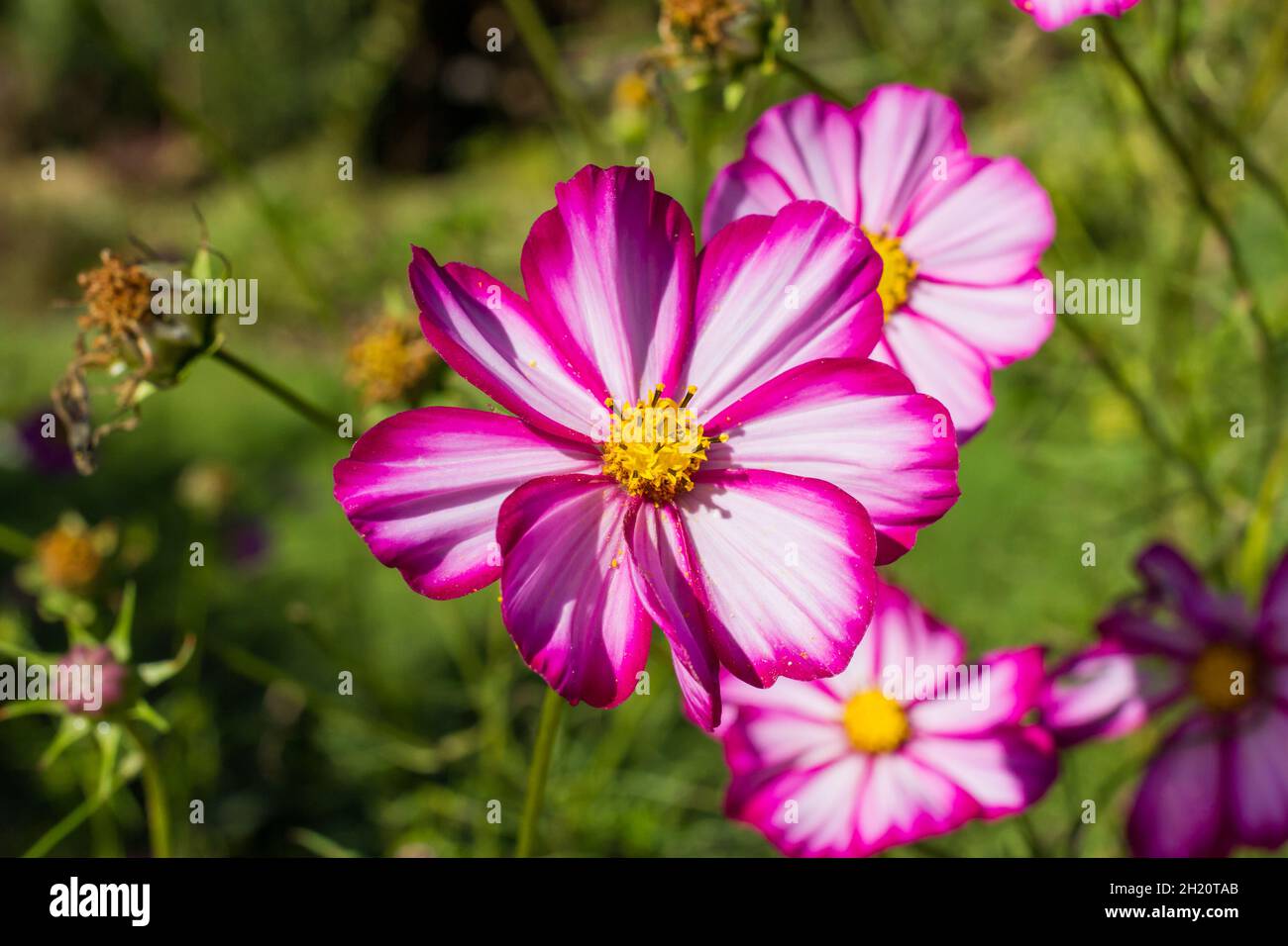 Cosmos bipinnatus blüht im Spätsommer, England, UK Stockfoto