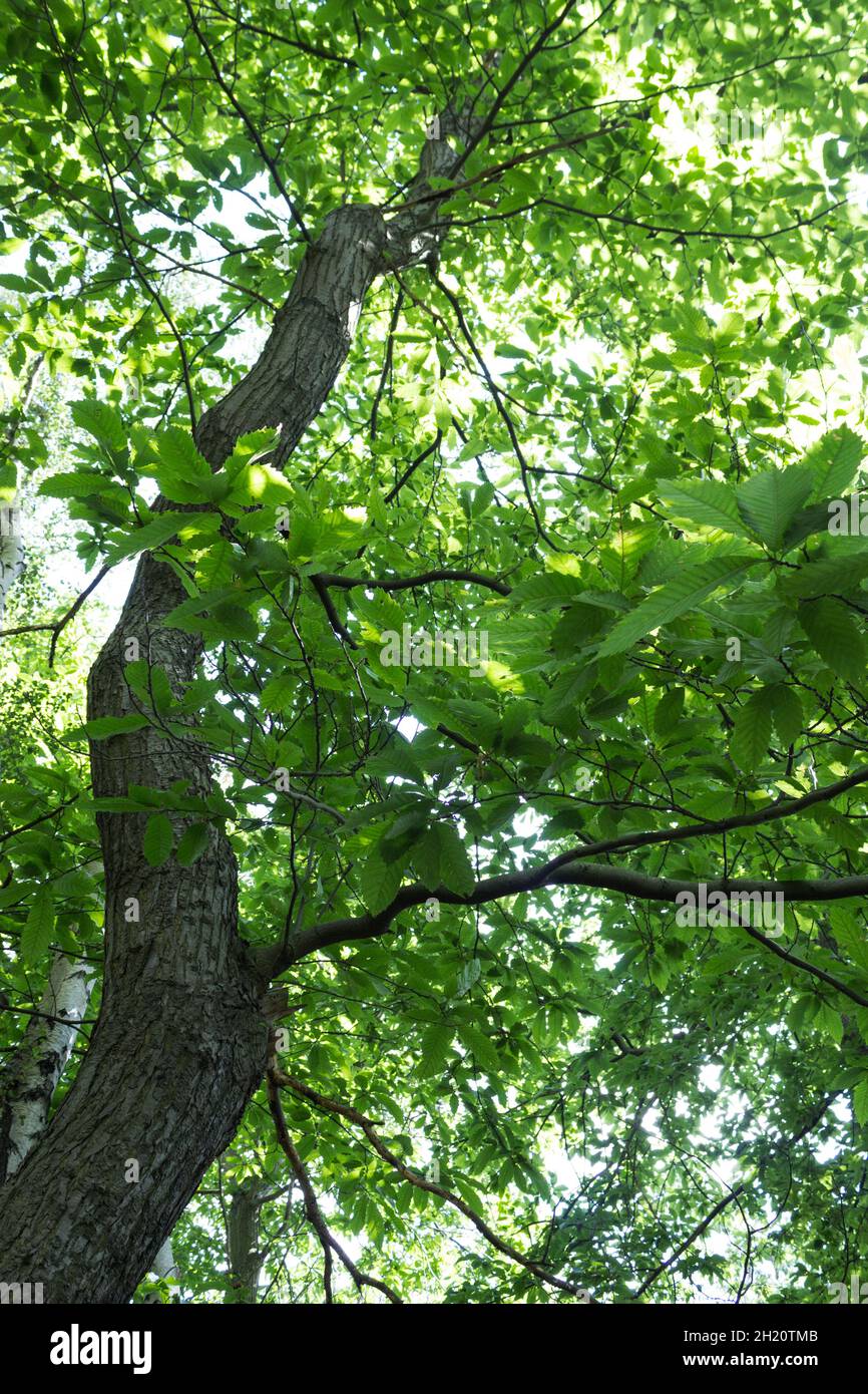 Tree Portrait, Looking Up, Summertime Countryside Lane Walk View, hohe Bäume und viel Grün, Wälder, Baumstamm, Natur, Wildnis, Blätter, Baumrinde Stockfoto