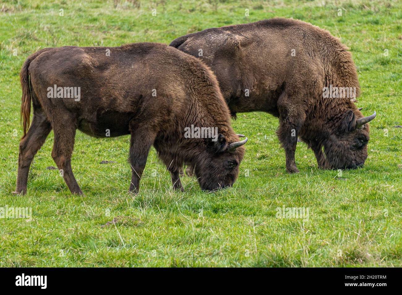 Europäischer Bison (Bison bonasus), der auf einem grünen Feld grast. Stockfoto