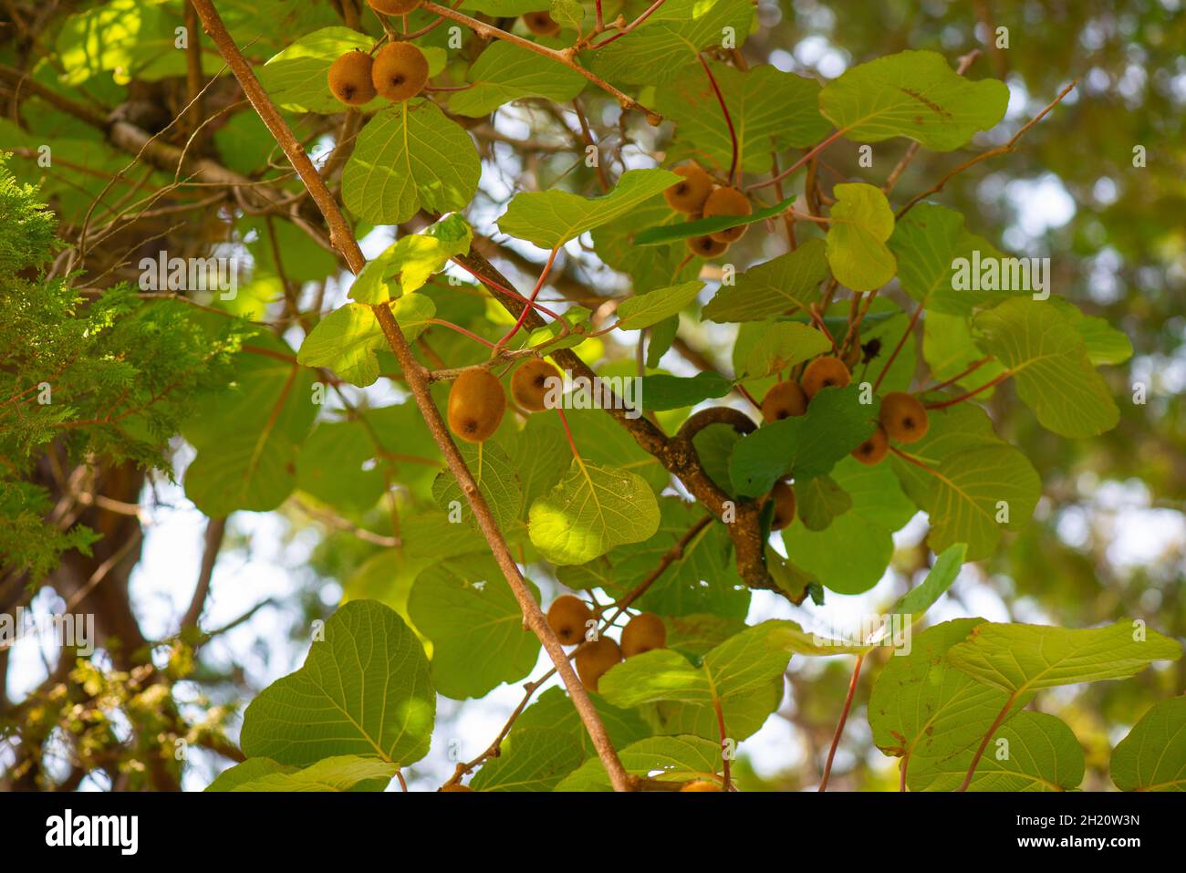 Mehrere Kiwis auf einem Baum im botanischen Garten von Batumi Stockfoto