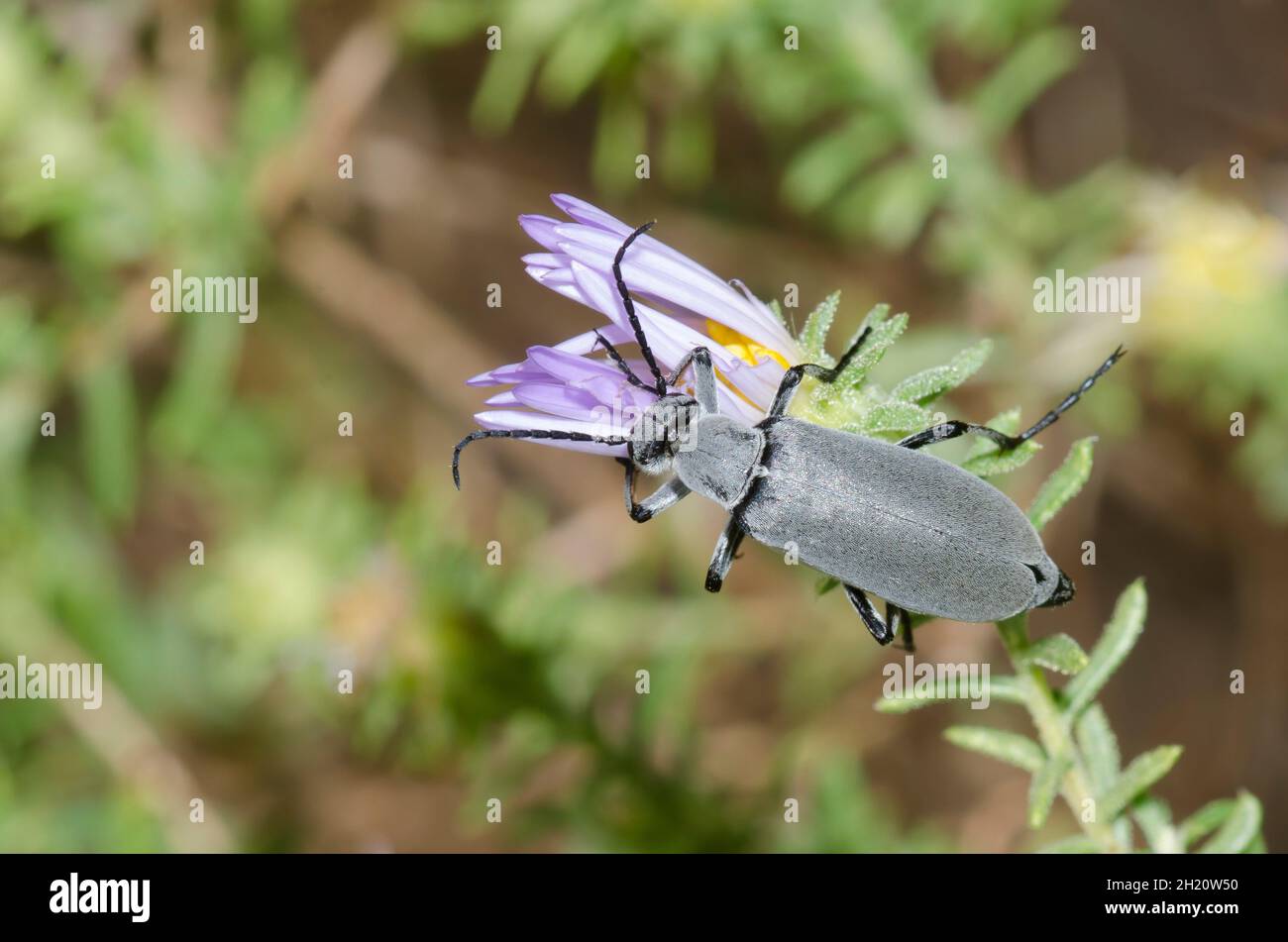 Blister-Käfer, Epicauta sp., Fütterung mit Aster, Symphyotrichum sp. Stockfoto