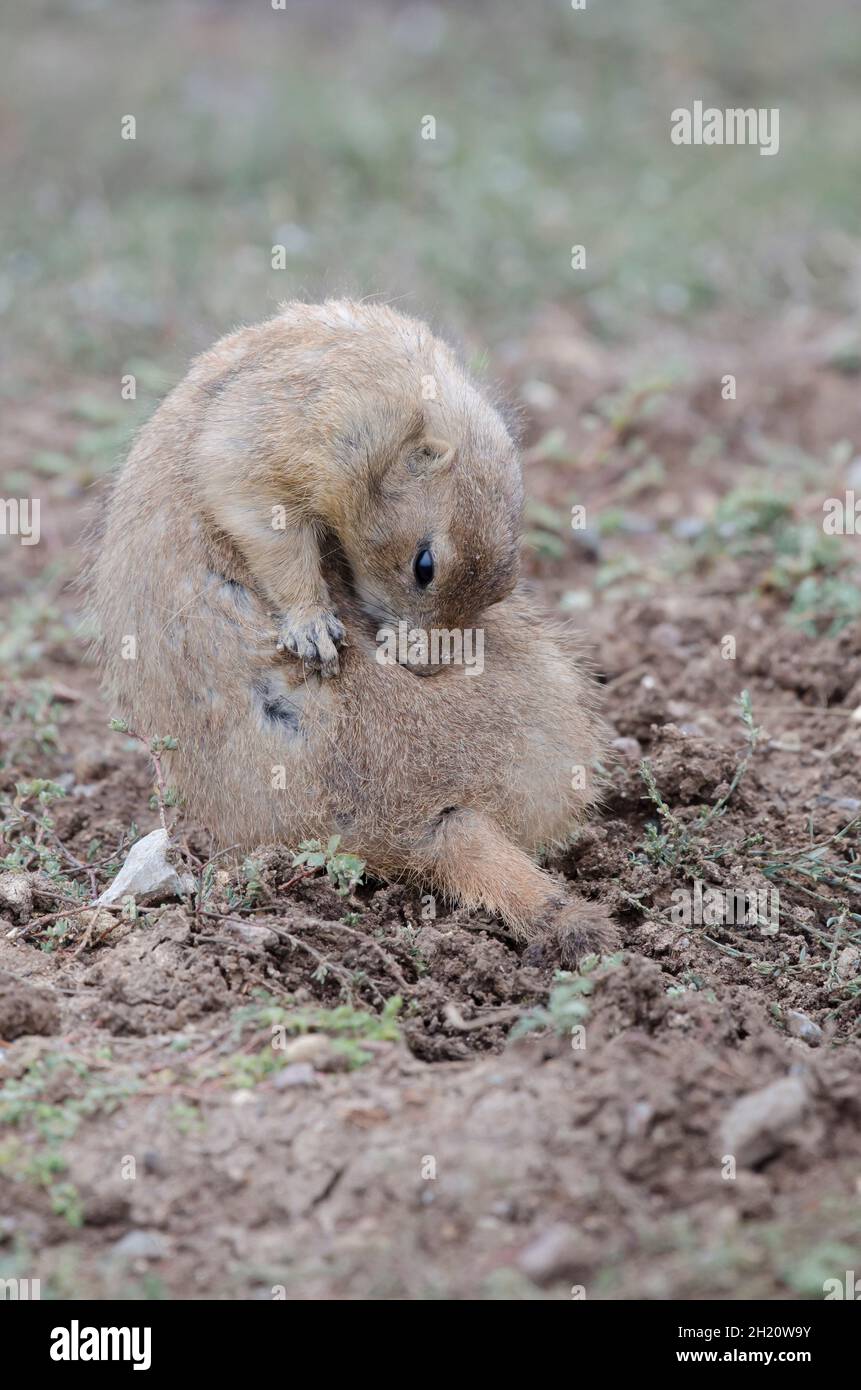 Black-tailed-prairiese Dog, Cynomys ludovicianus, Pflege Stockfoto