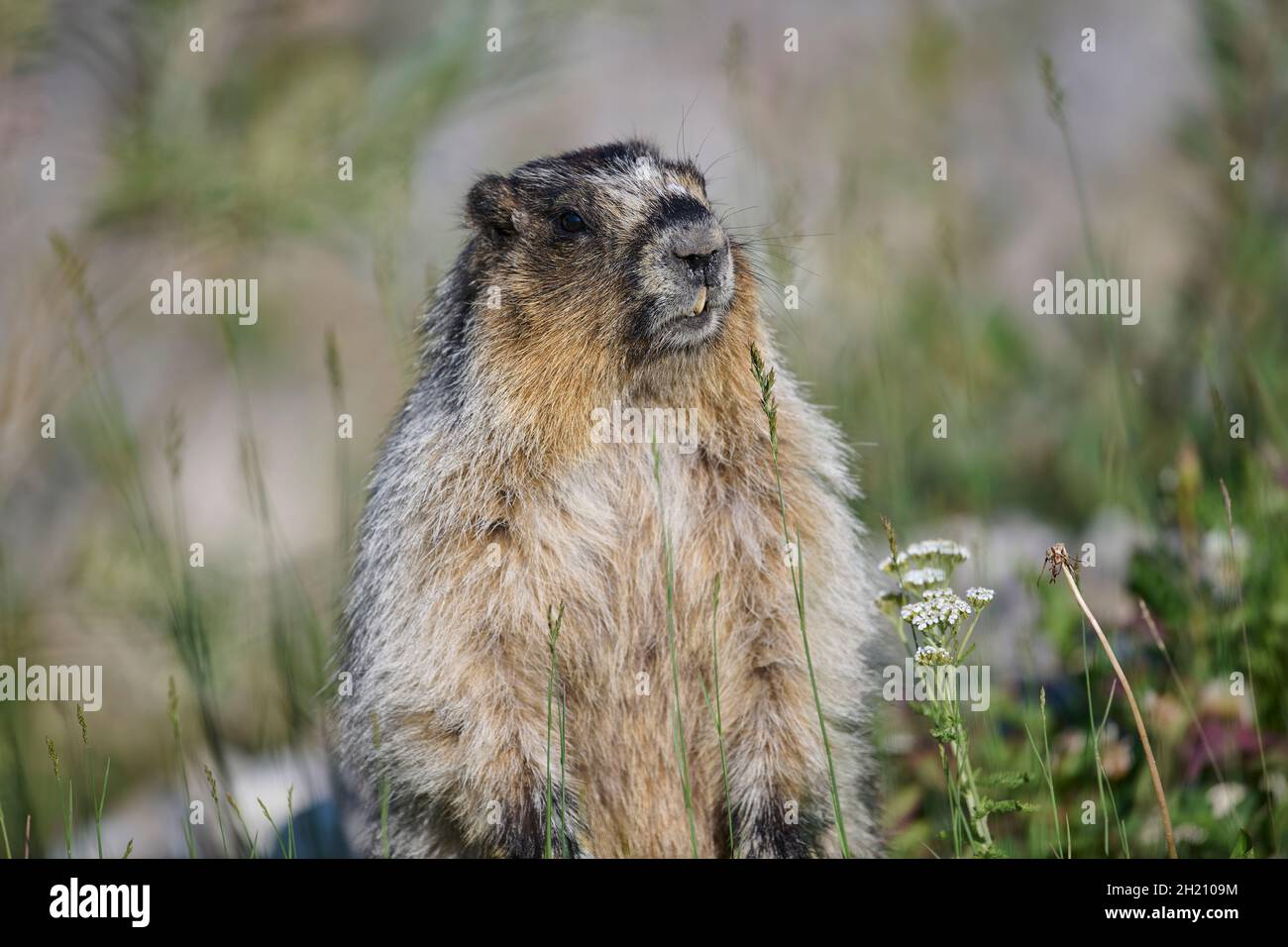Hoary Murmot (Marmota caligata), Spray Lakes Provincial Park, Kananaskis Country, Alberta, Kanada. Stockfoto