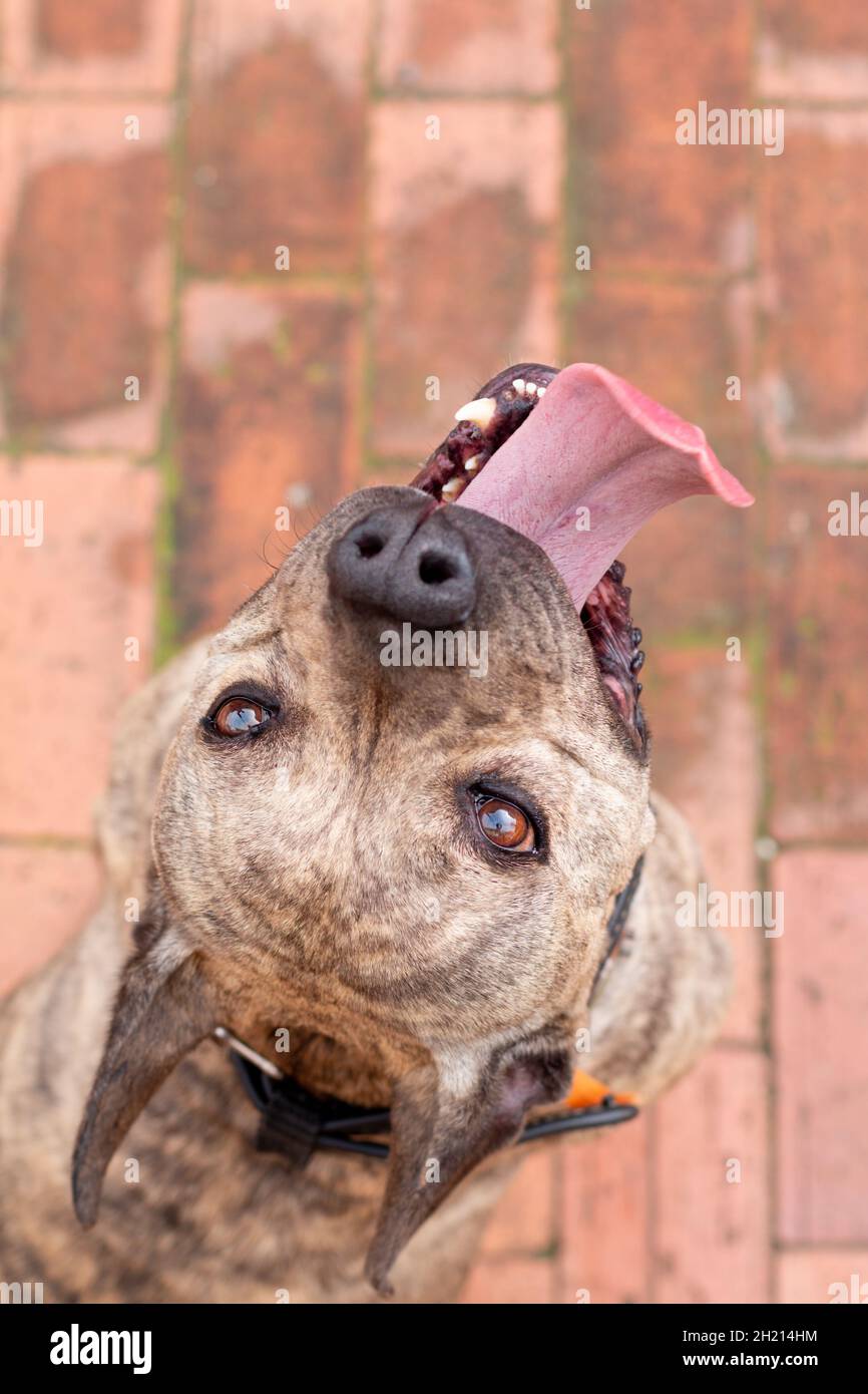 Vertikales Porträt eines Hundes, der aus der Zunge ragt. Stockfoto