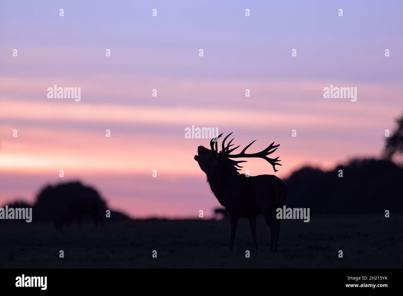 Der Rothirsch ist eine der größten Hirscharten. Ein männlicher Rothirsch wird Hirsch oder hirsch genannt, und ein Weibchen wird Hinterbeine genannt. Stockfoto