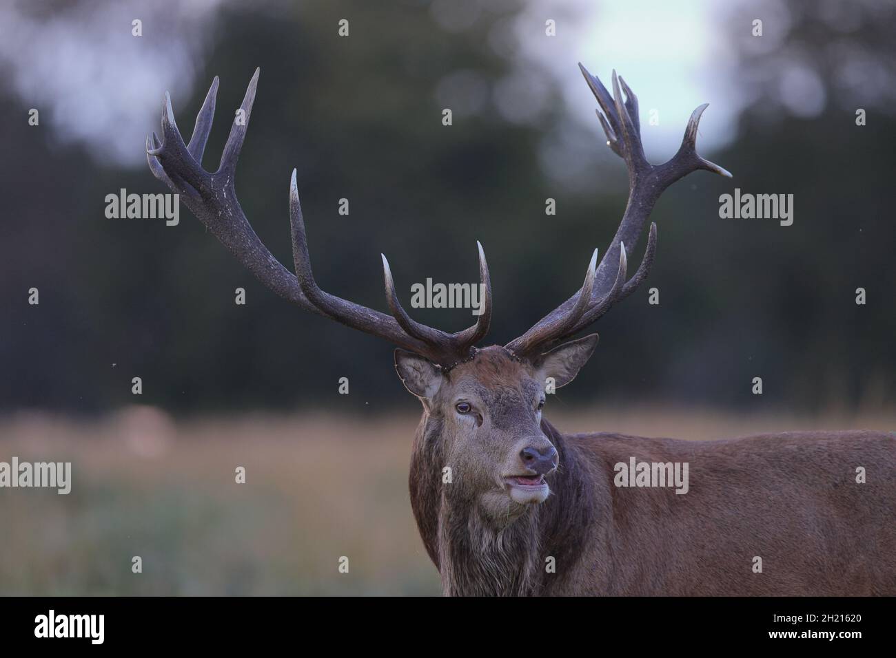 Der Rothirsch ist eine der größten Hirscharten. Ein männlicher Rothirsch wird Hirsch oder hirsch genannt, und ein Weibchen wird Hinterbeine genannt. Stockfoto