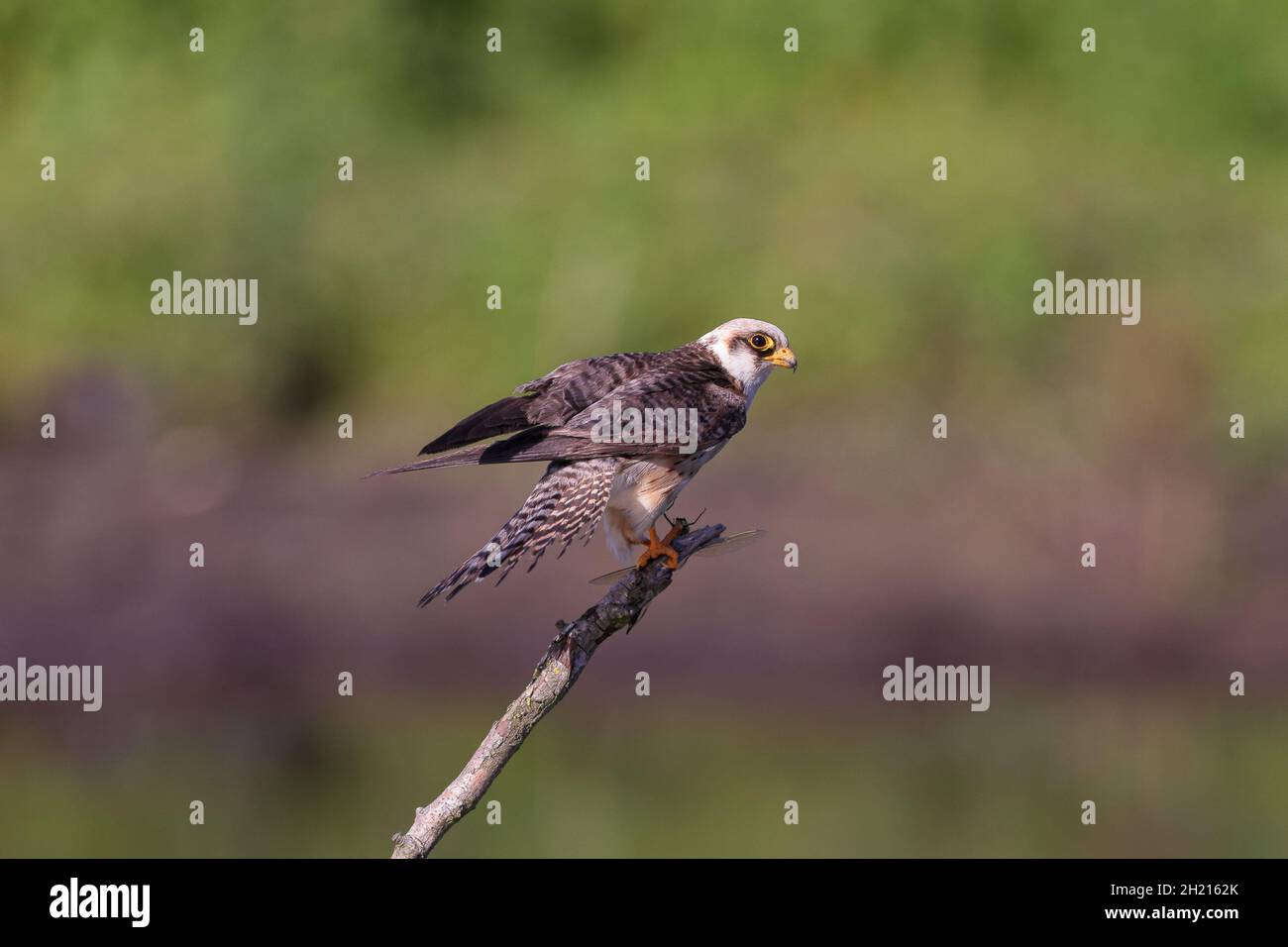 Der Rotfußfalke, früher der westliche Rotfußfalke, ist ein Greifvogel. Stockfoto